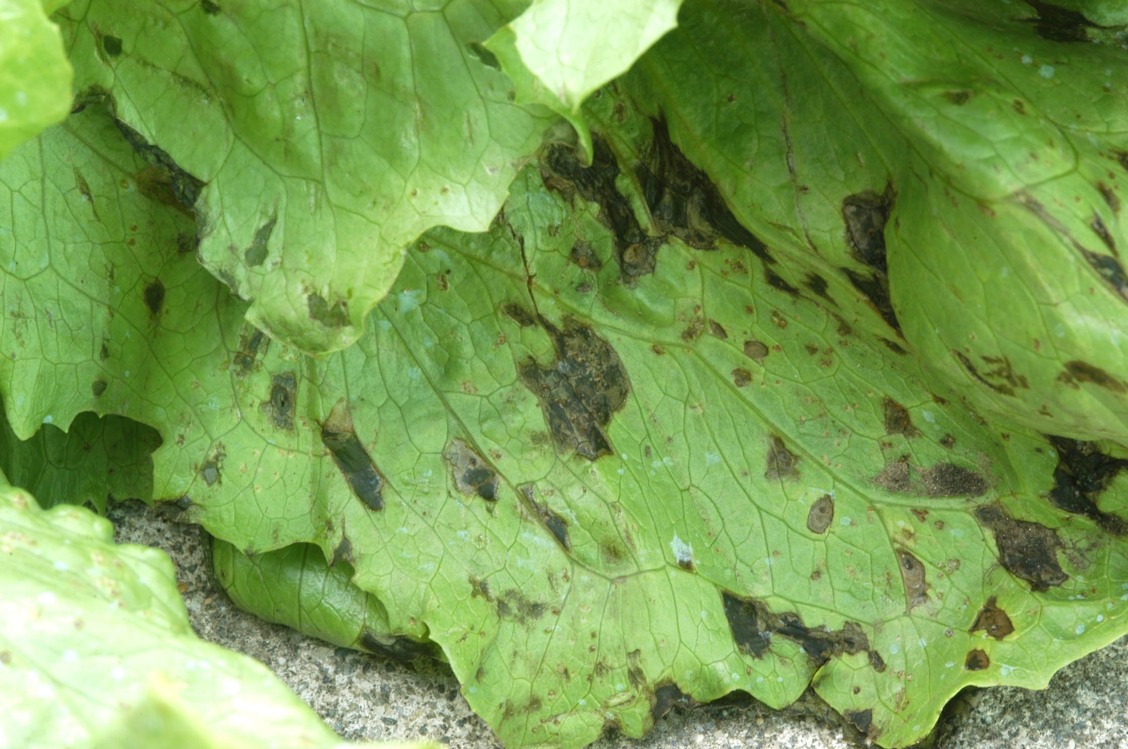 Bacterial Leaf Spot of Lettuce: Request for Samples - Salinas Valley ...