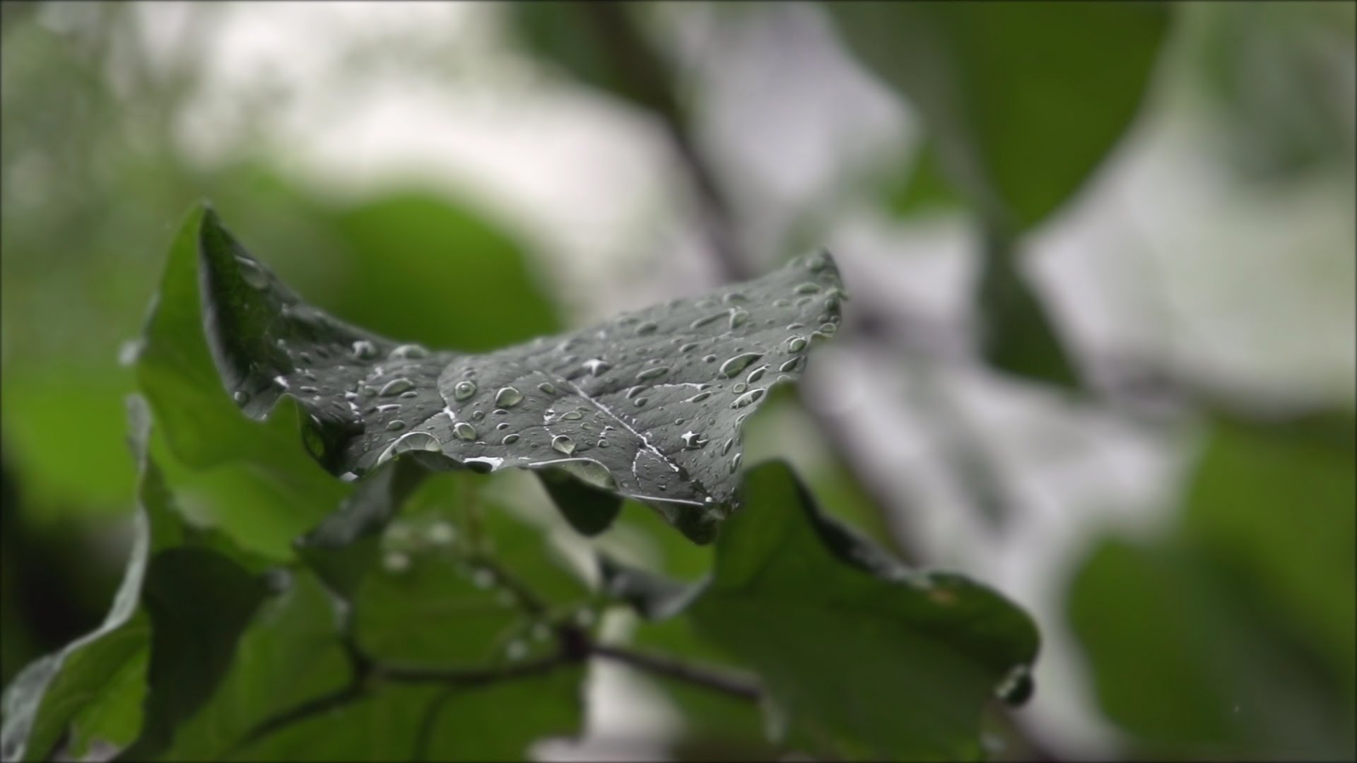Beachfront B-Roll: Rain on a Leaf (Free to Use HD Stock Video ...