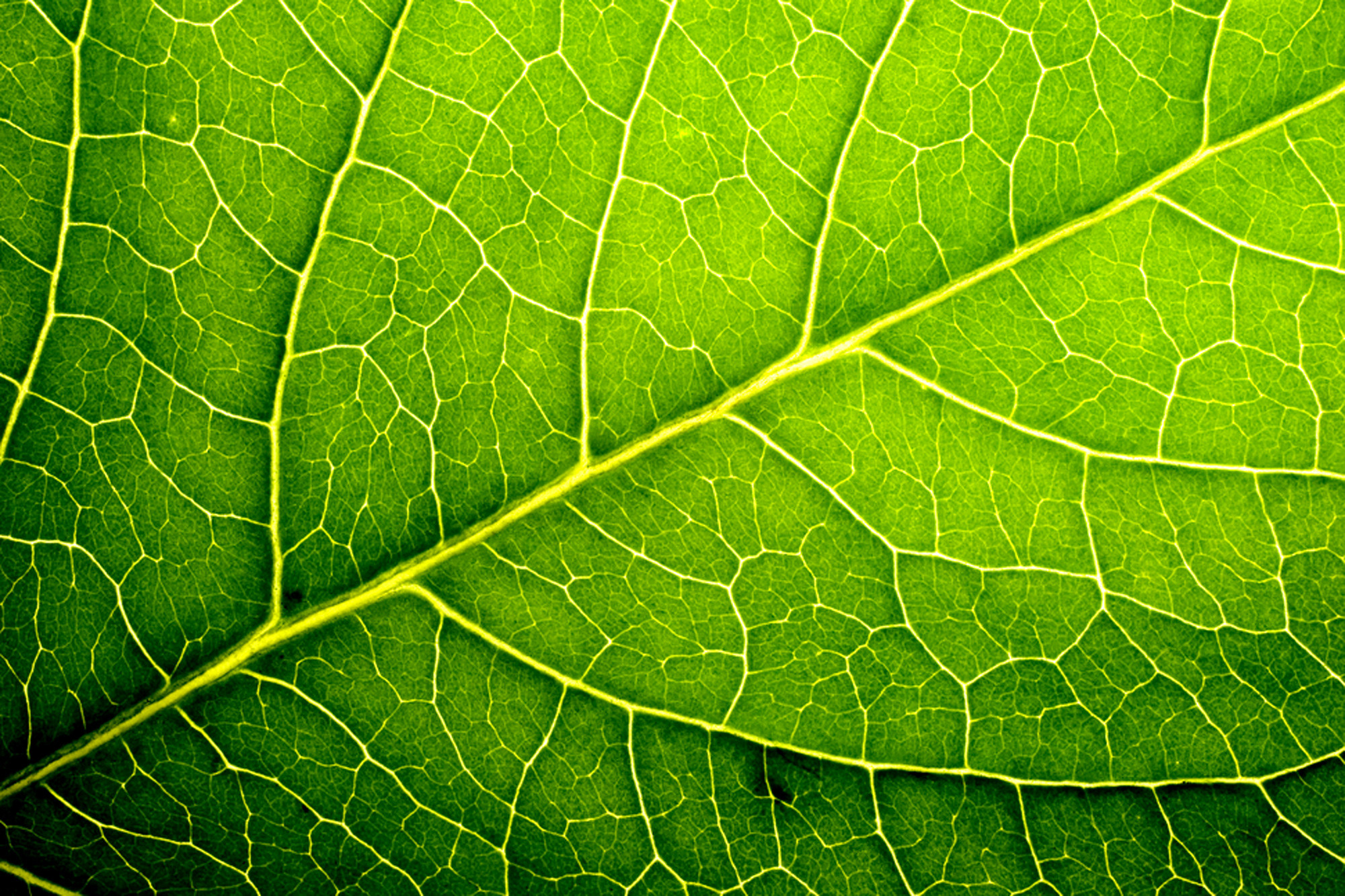 This 'leaf' might save us all from global warming