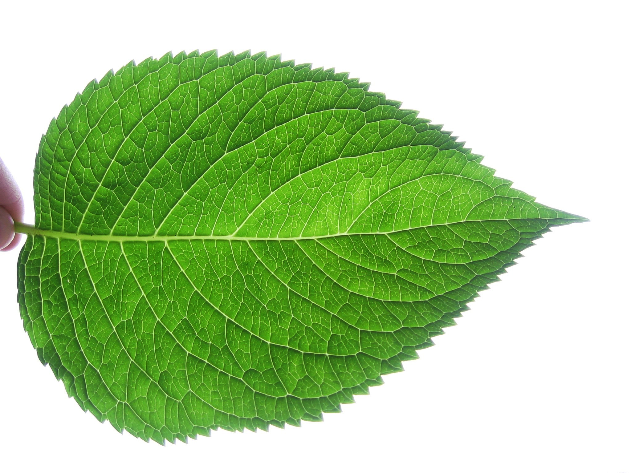 File:Leaf fractal like.JPG - Wikimedia Commons