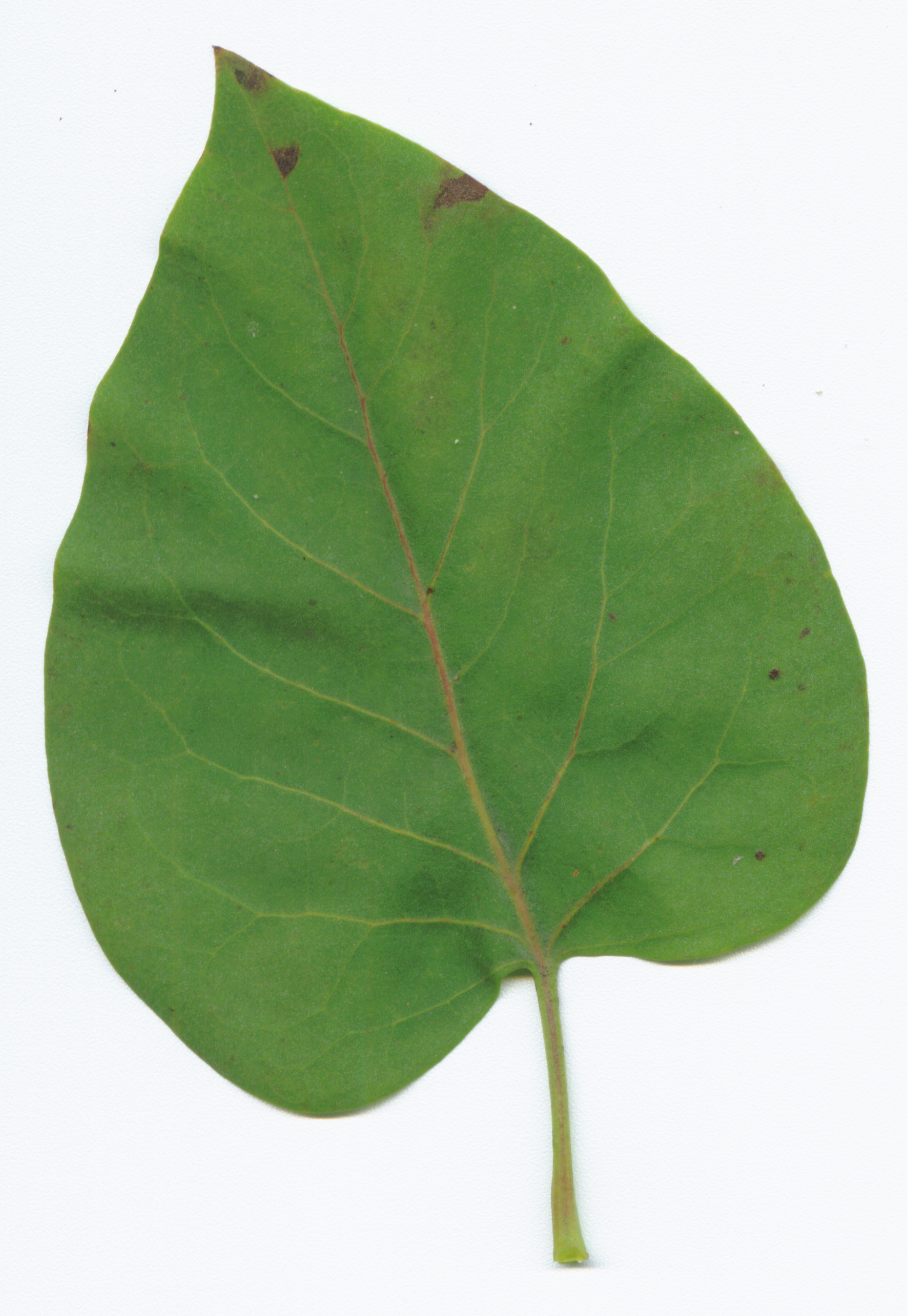 green leaf by tash11-stock on DeviantArt