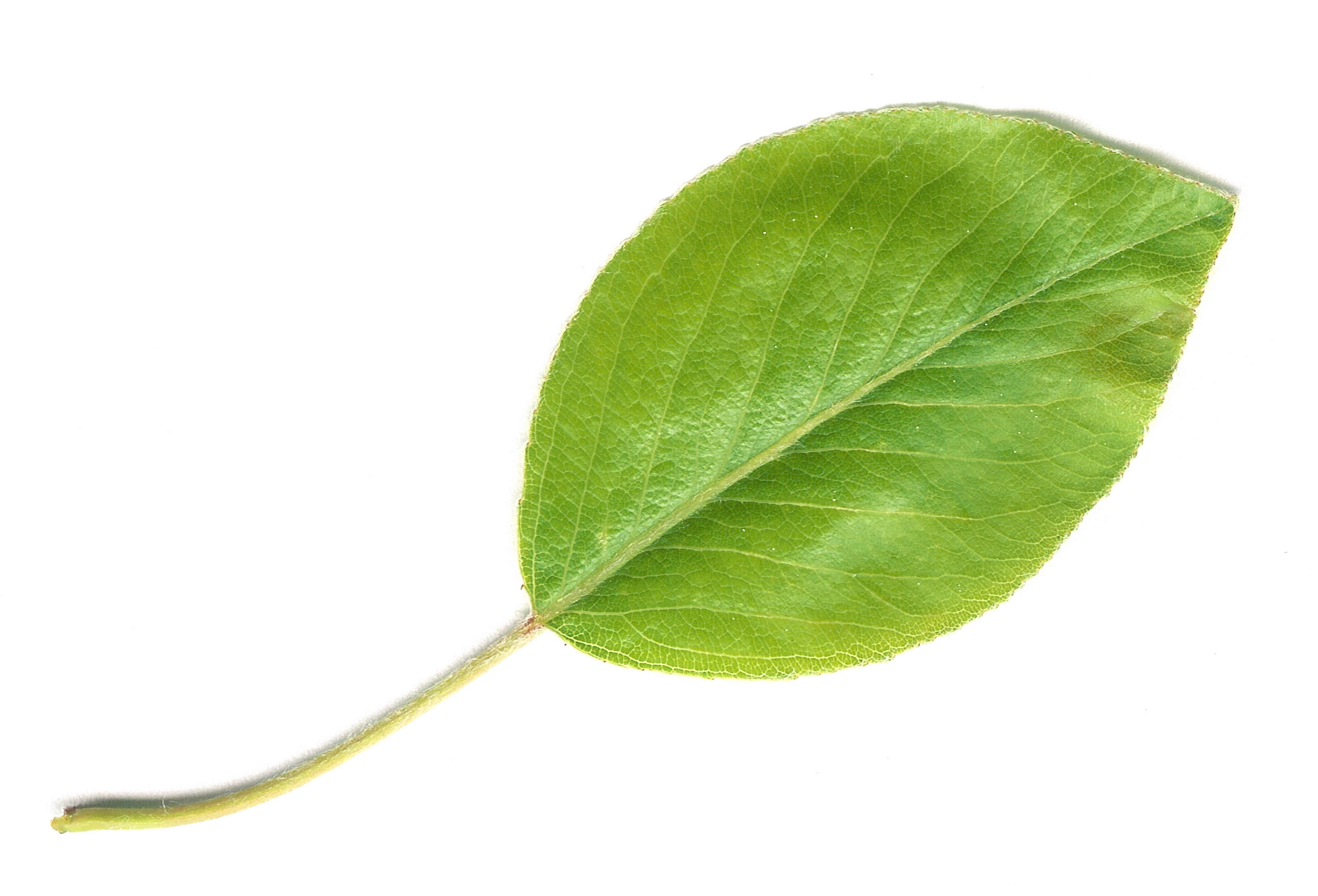 File:Pear Leaf.jpg - Wikimedia Commons