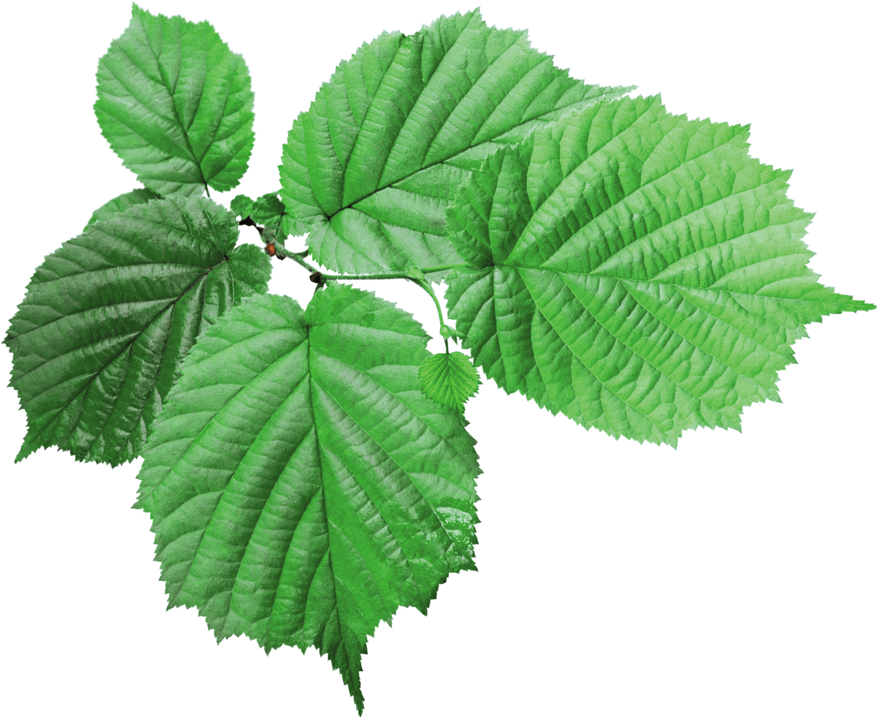 Textured Green Leaf transparent PNG - StickPNG
