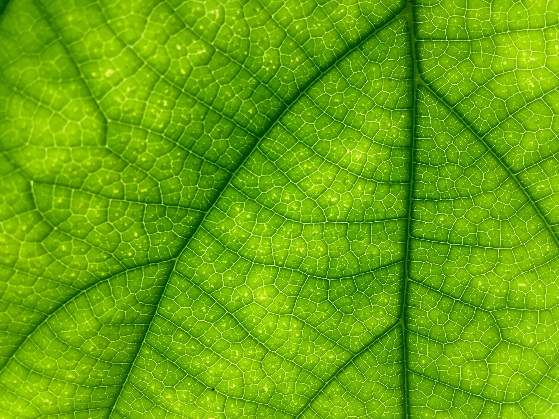 Macro Leaf Free Stock Photo - Public Domain Pictures
