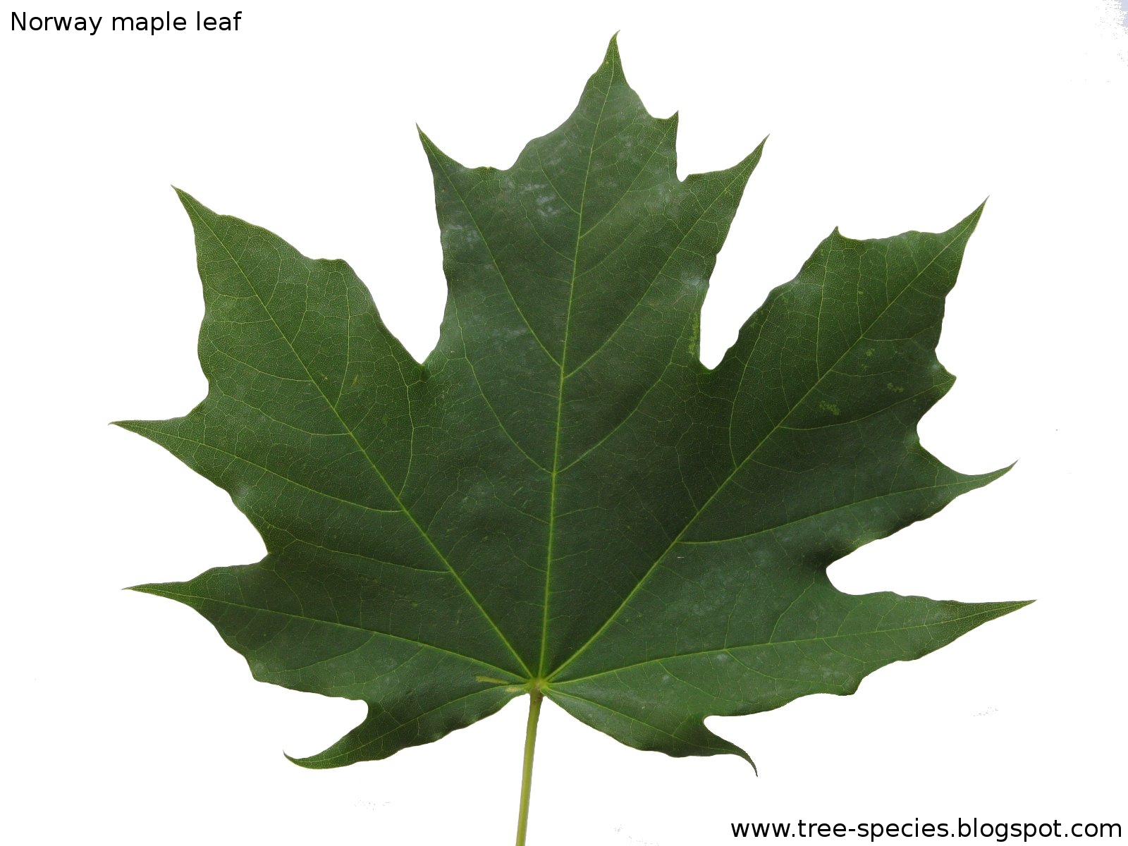 The World´s Tree Species: Norway maple leaf