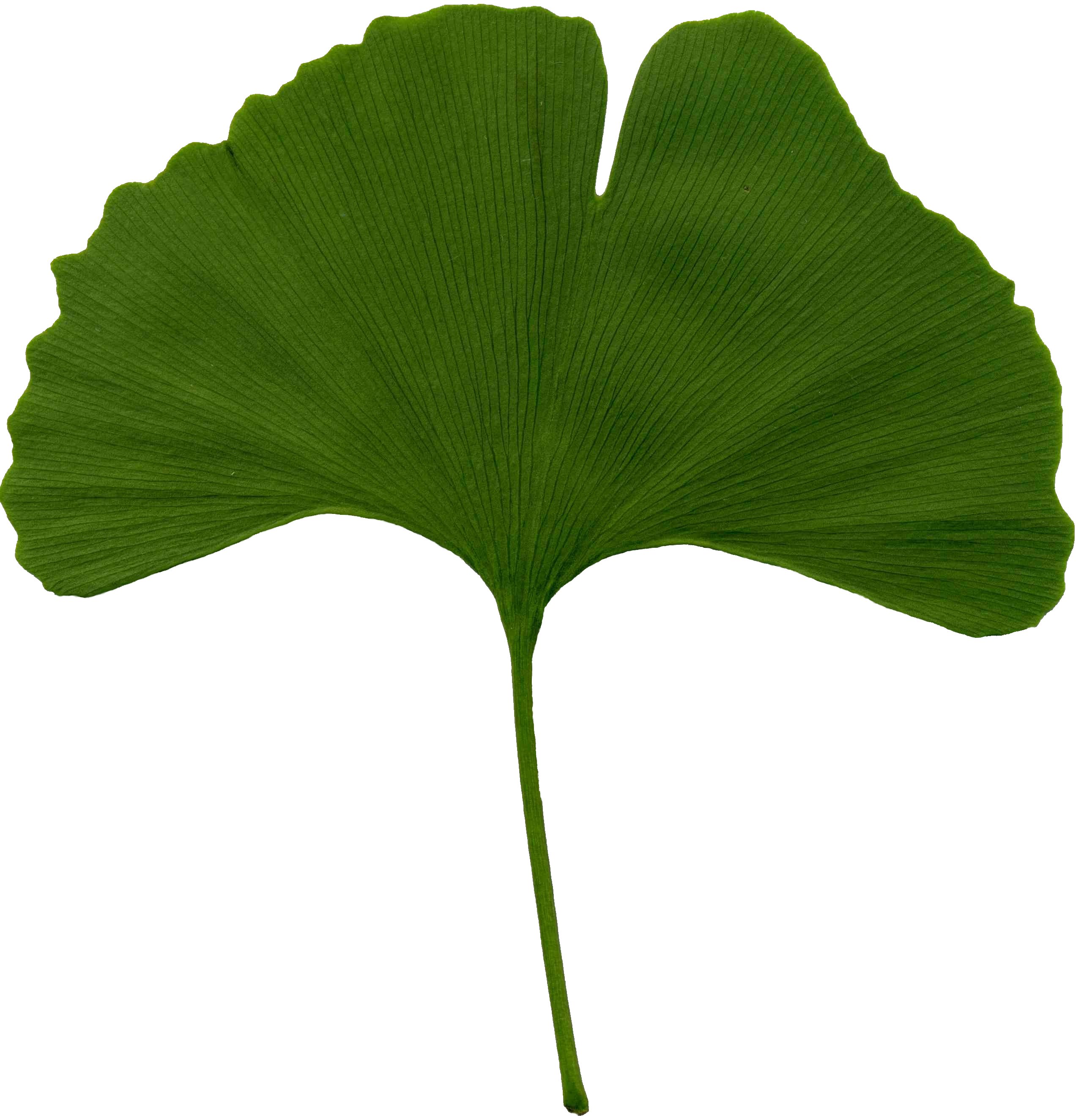 File:Ginkgo biloba scanned leaf.jpg - Wikimedia Commons