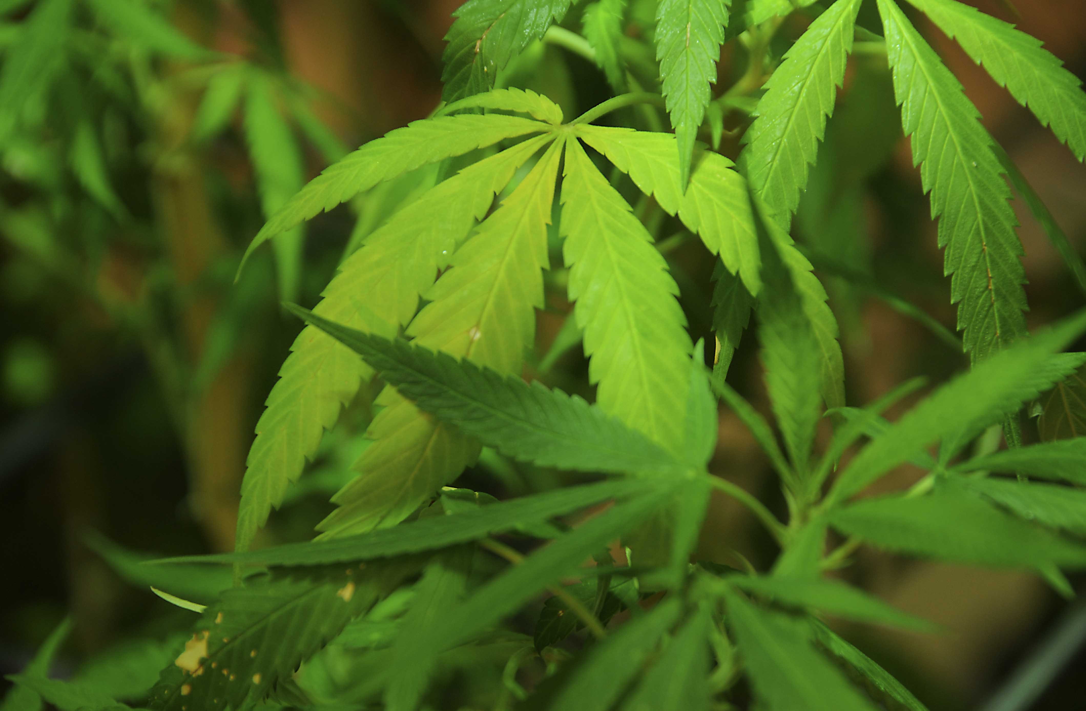 Medical Marijuana Program In Pennsylvania Expands To Include Dry ...