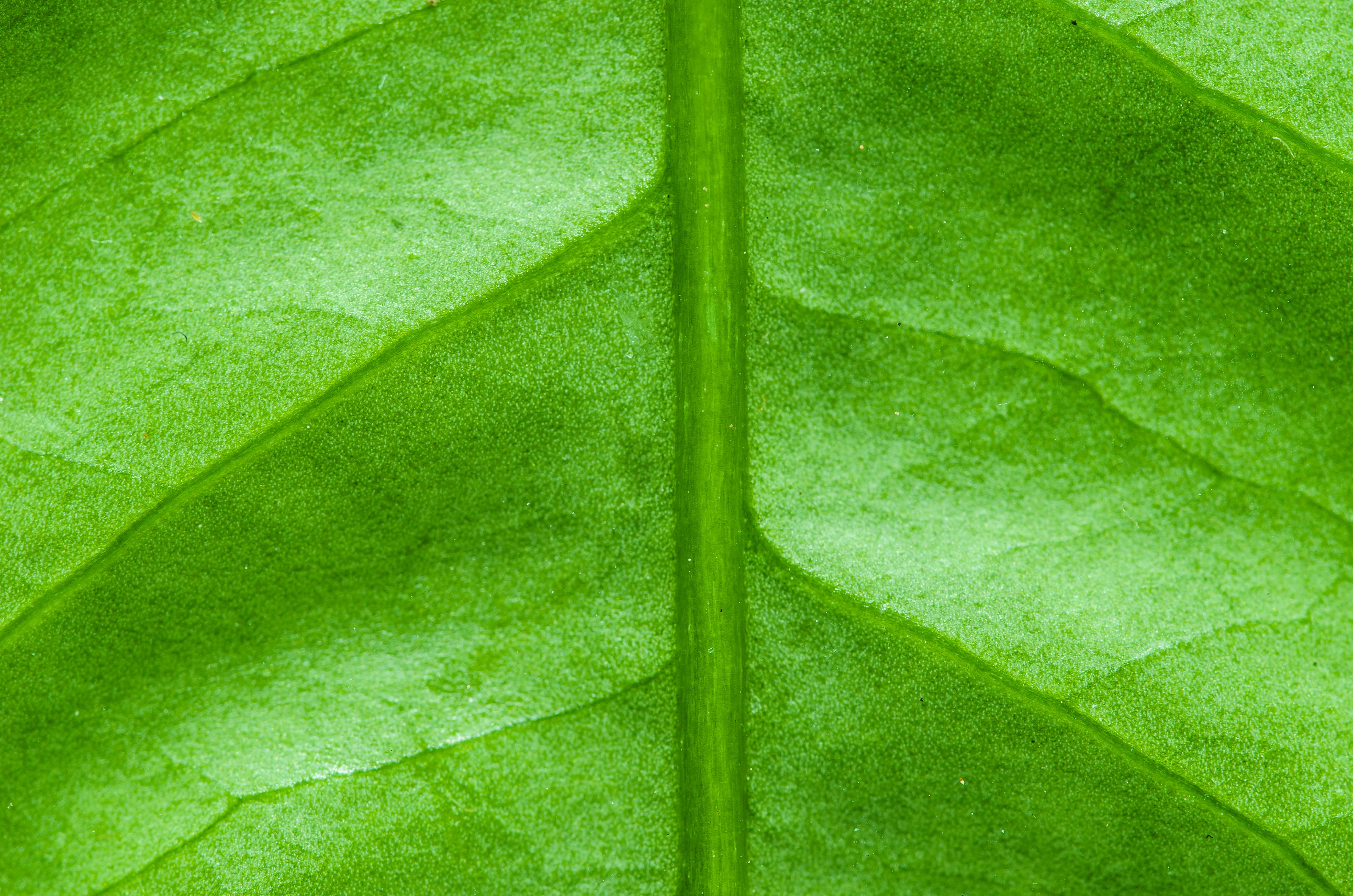 Foliage - Green leaf vertical - Texture PlanetTexture Planet