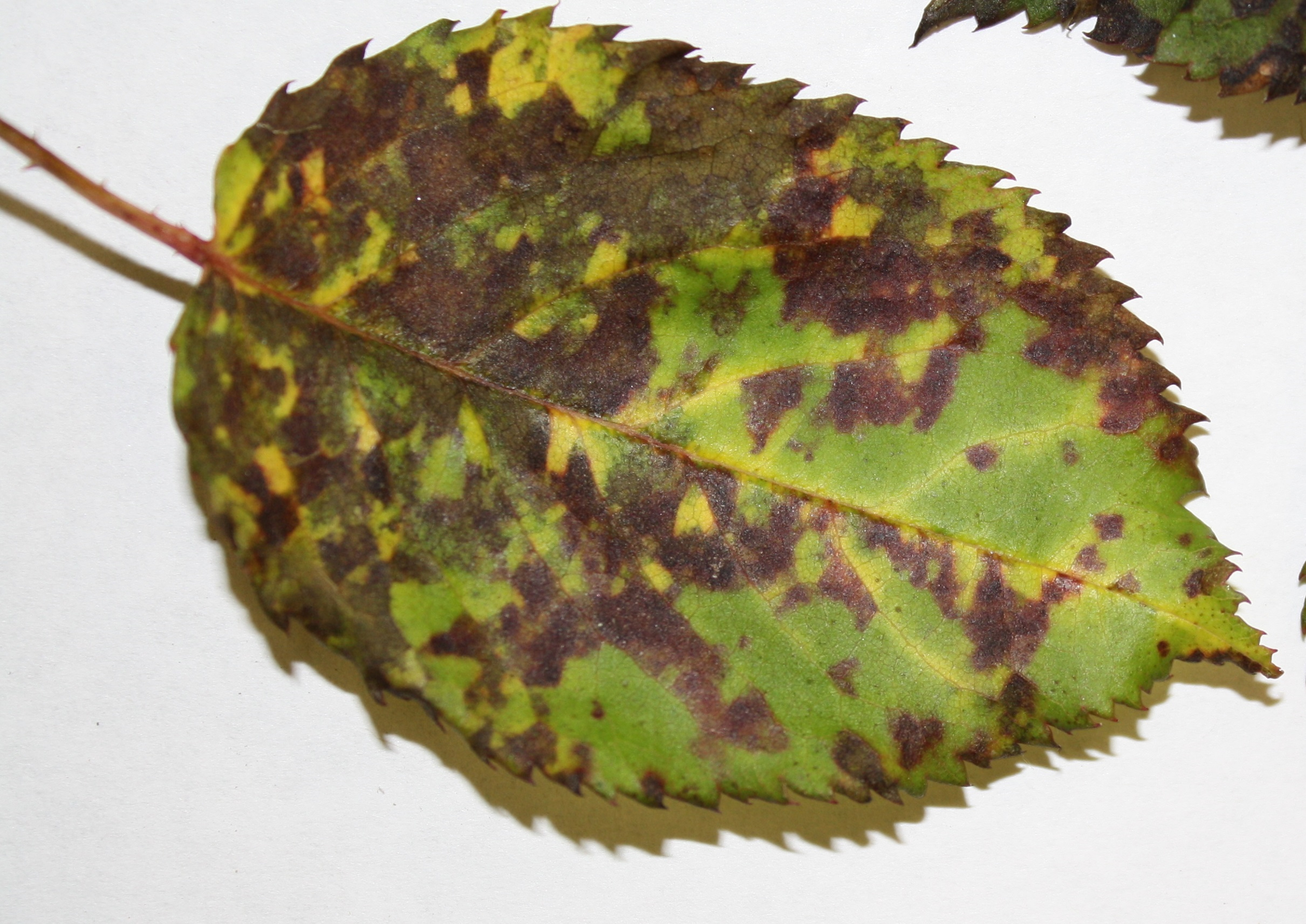 Leaf Spot Disease of Trees and Shrubs