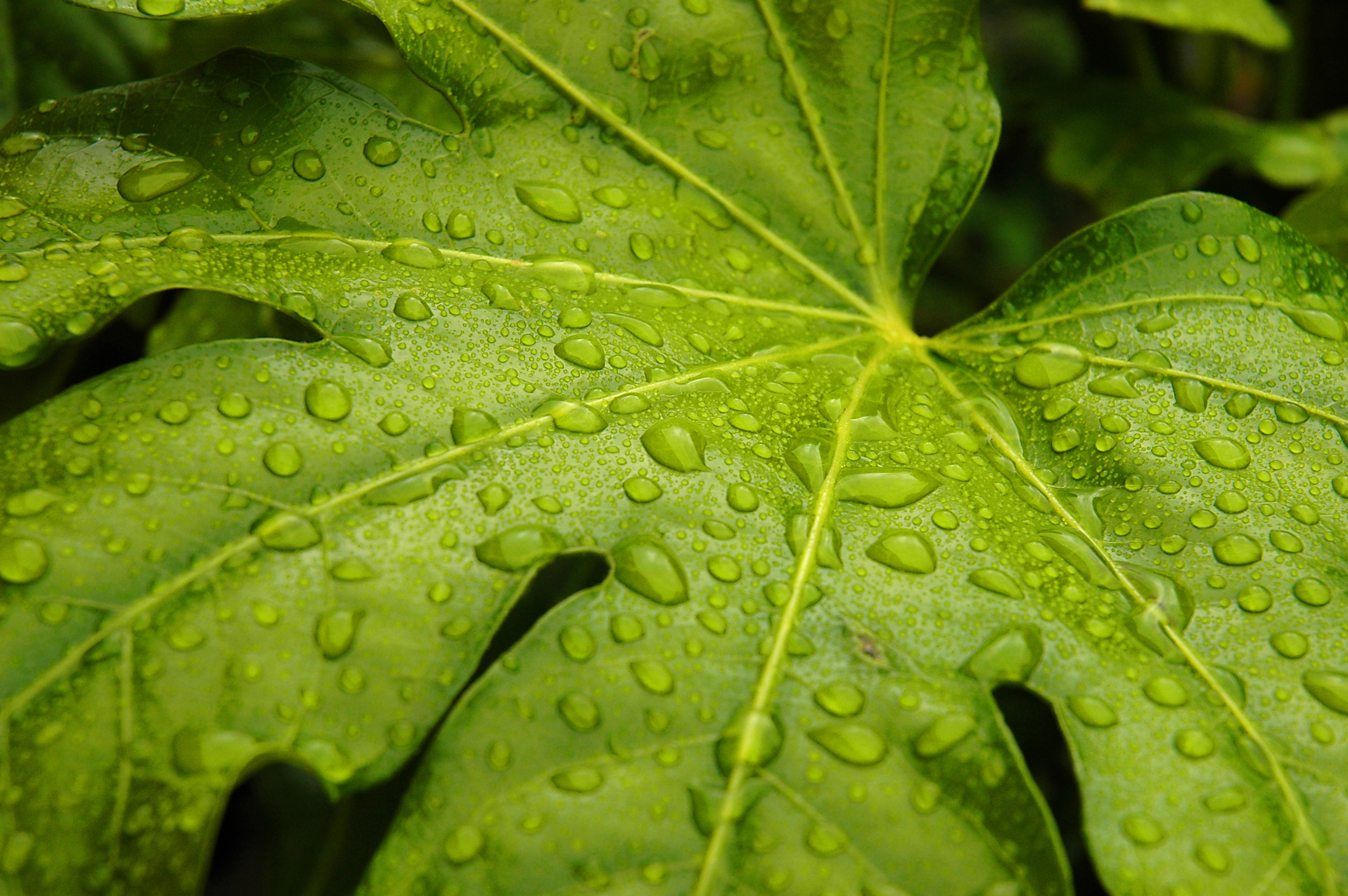 Fig Leaf | photo page - everystockphoto