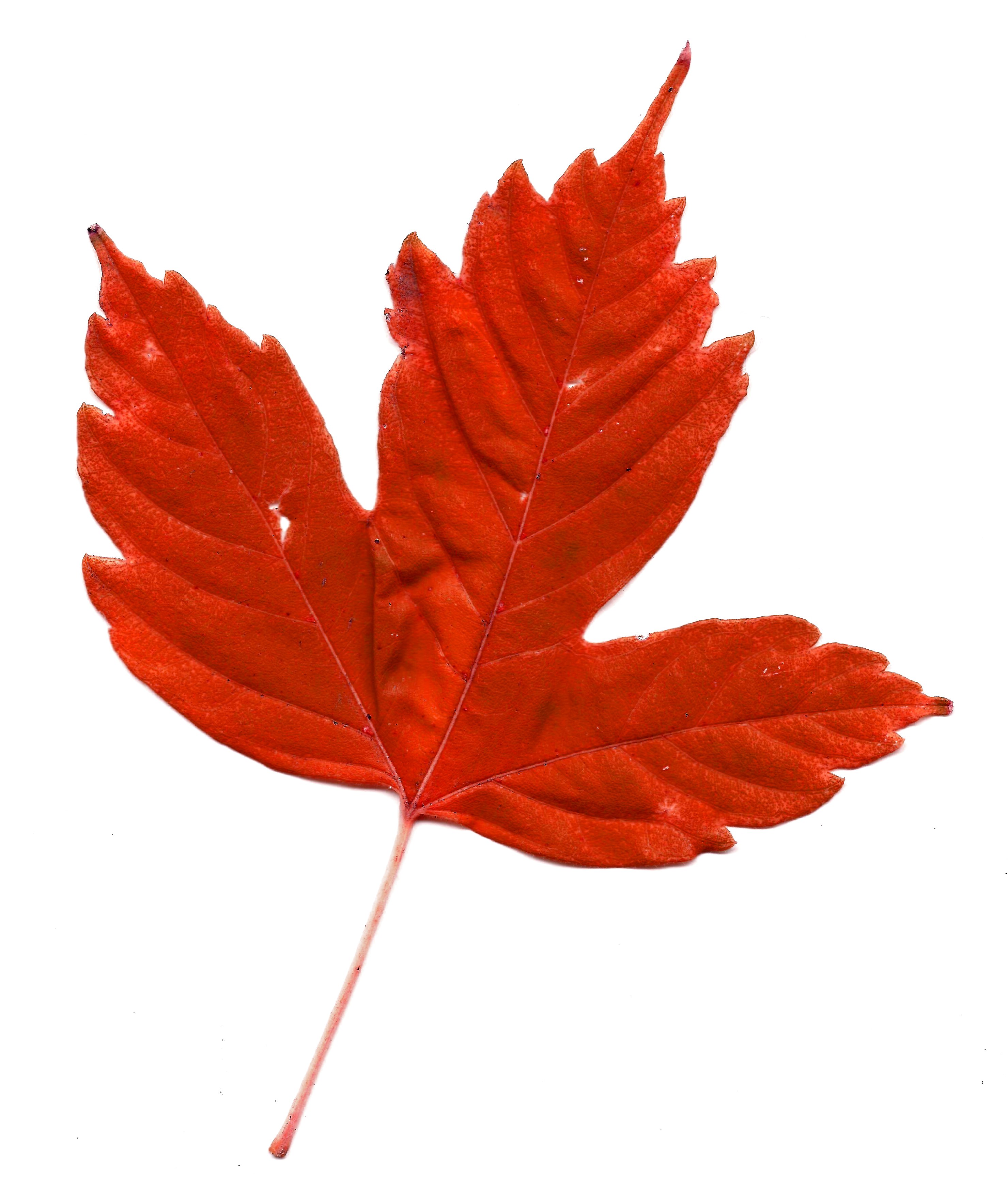 Red Maple Leaf Picture | Free Photograph | Photos Public Domain