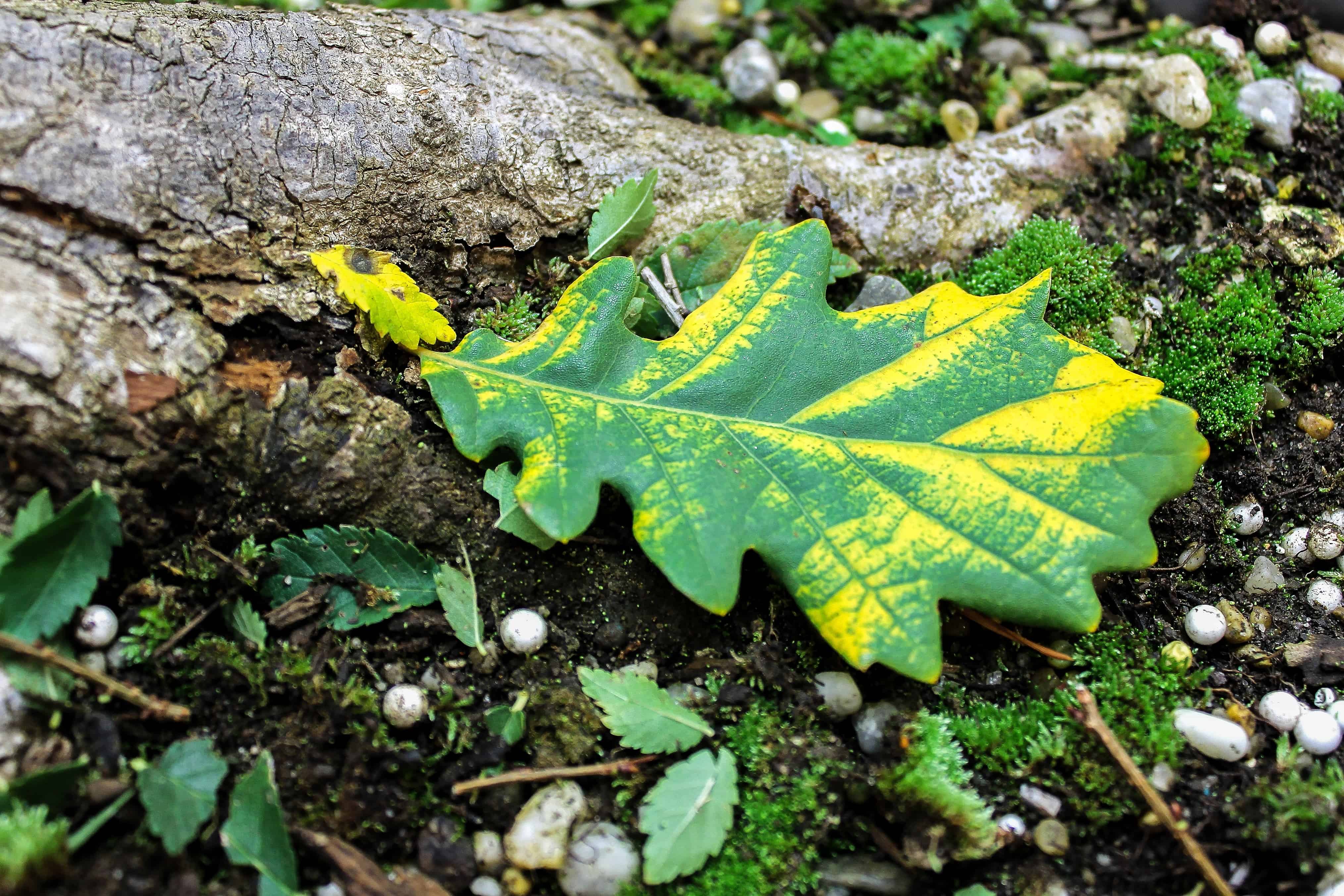 Leaf & leaves free images, public domain images