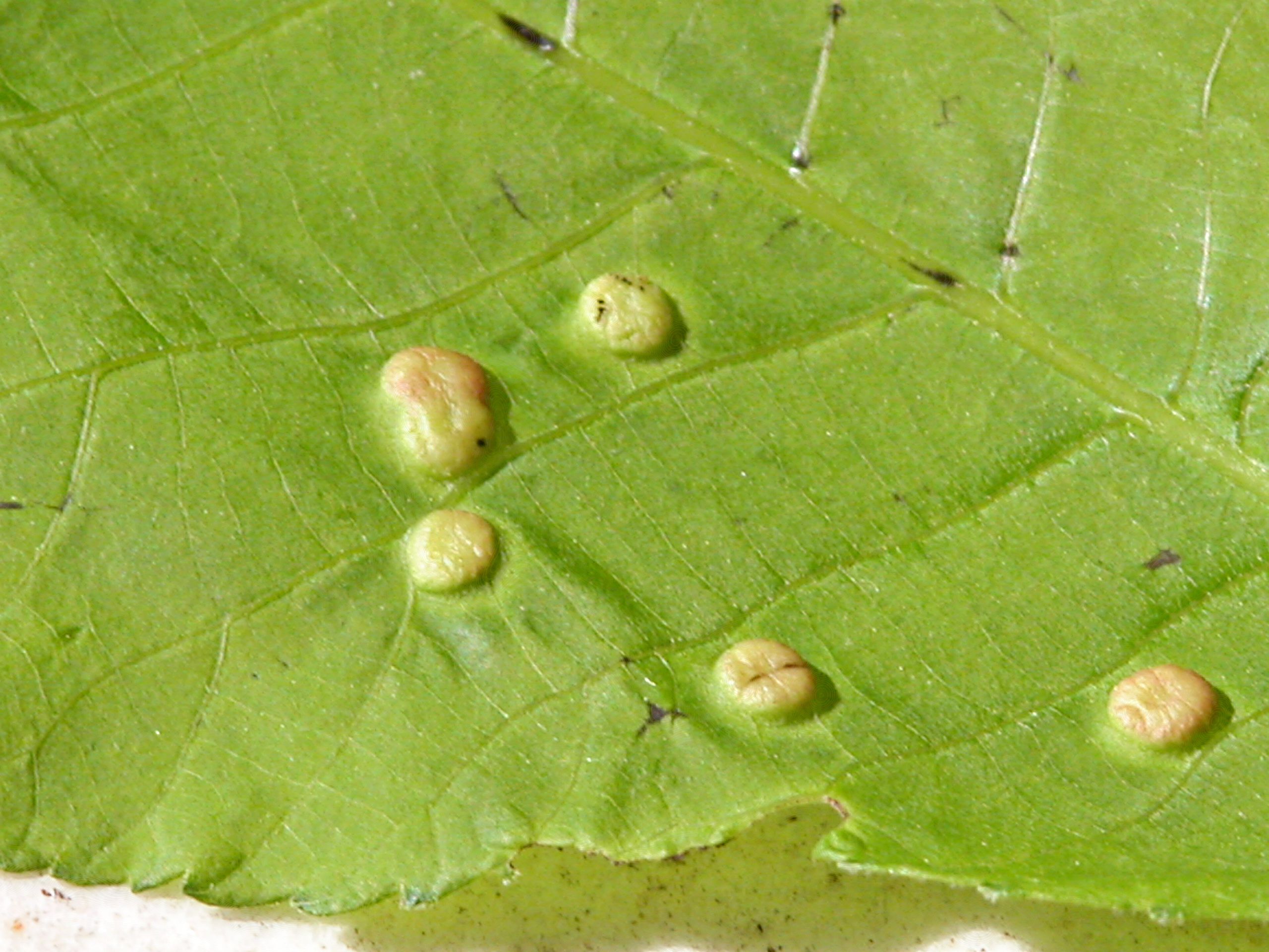 Dealing with Leaf Galls (Bumps on Your Tree's Leaves)