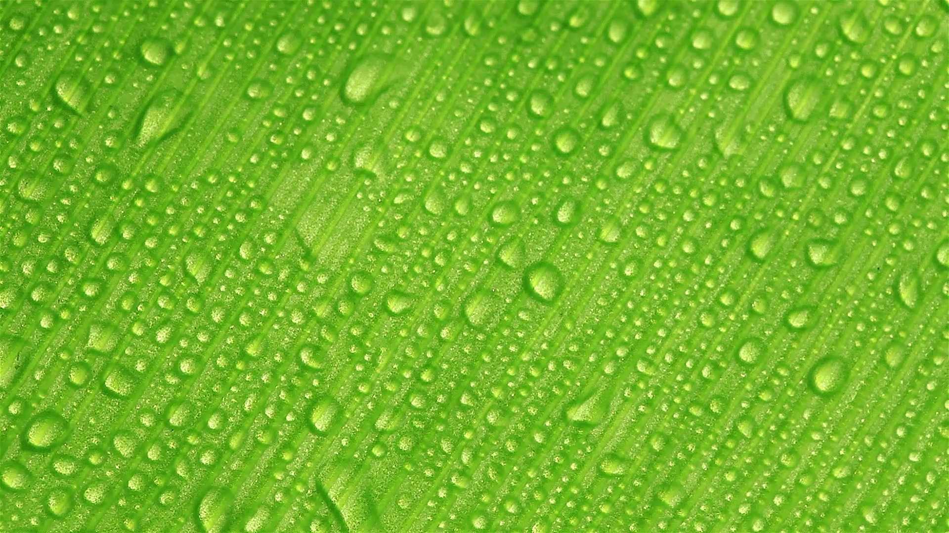 HD: Water drops on green leaf background, 1920x1080 Stock Video ...