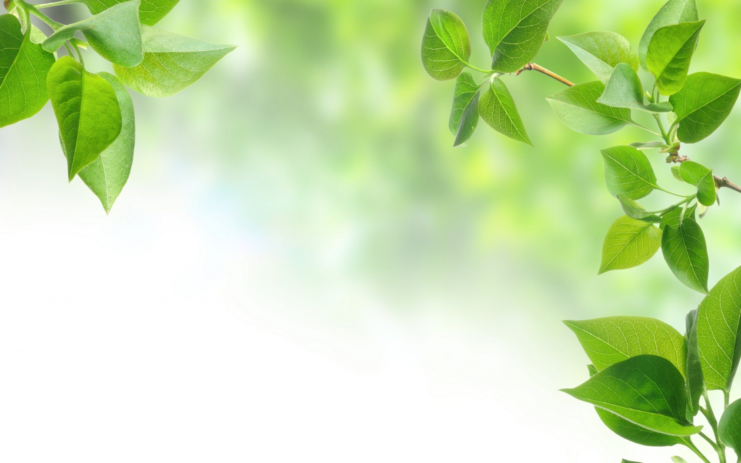 Free photo: Leaf background - Bright, Closeup, Green - Free Download