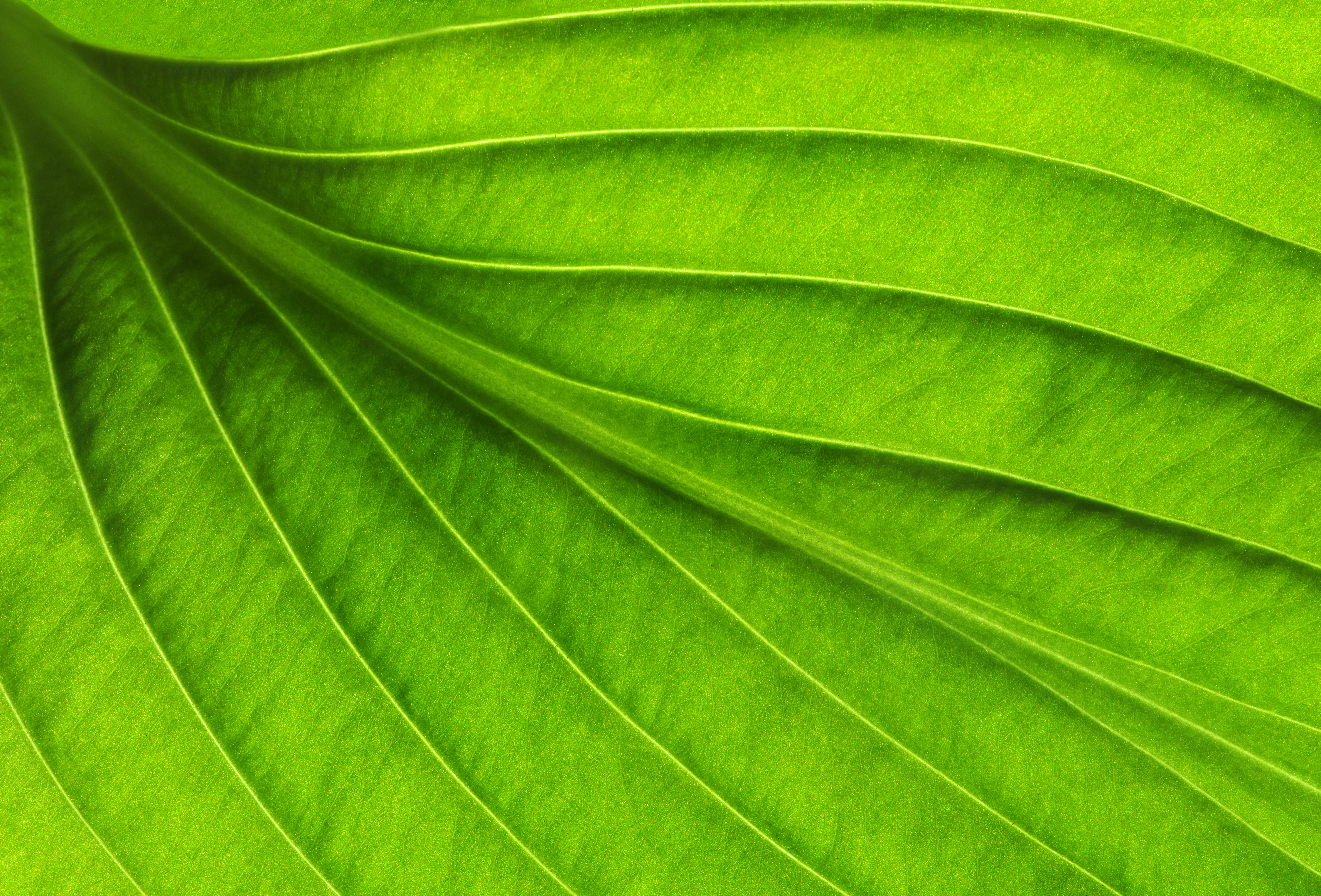 Beautiful Green Leaf Background | Gallery Yopriceville - High ...