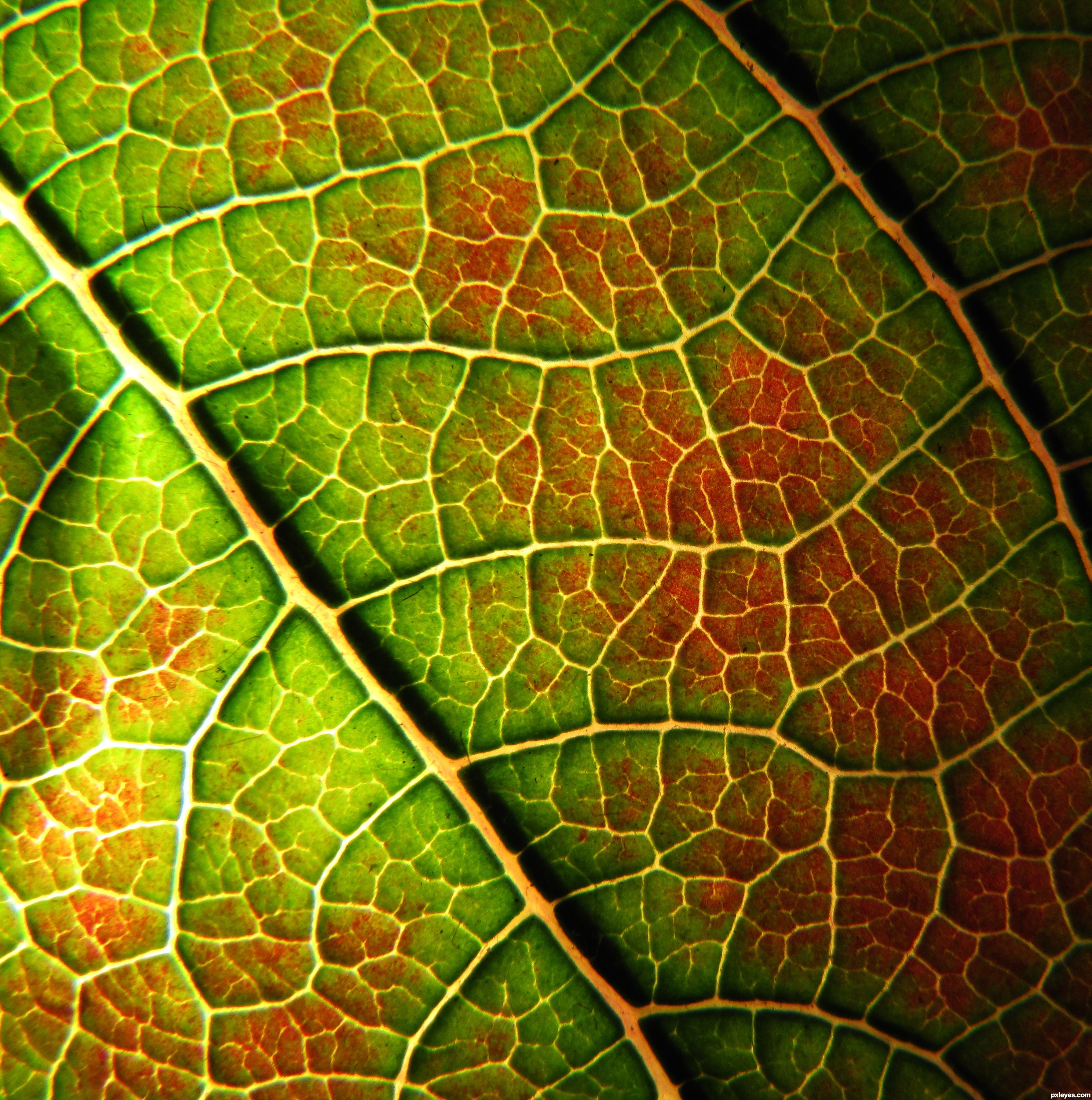 Leaf Closeup Photography Contest (15259), Pictures Page 1 - Pxleyes.com