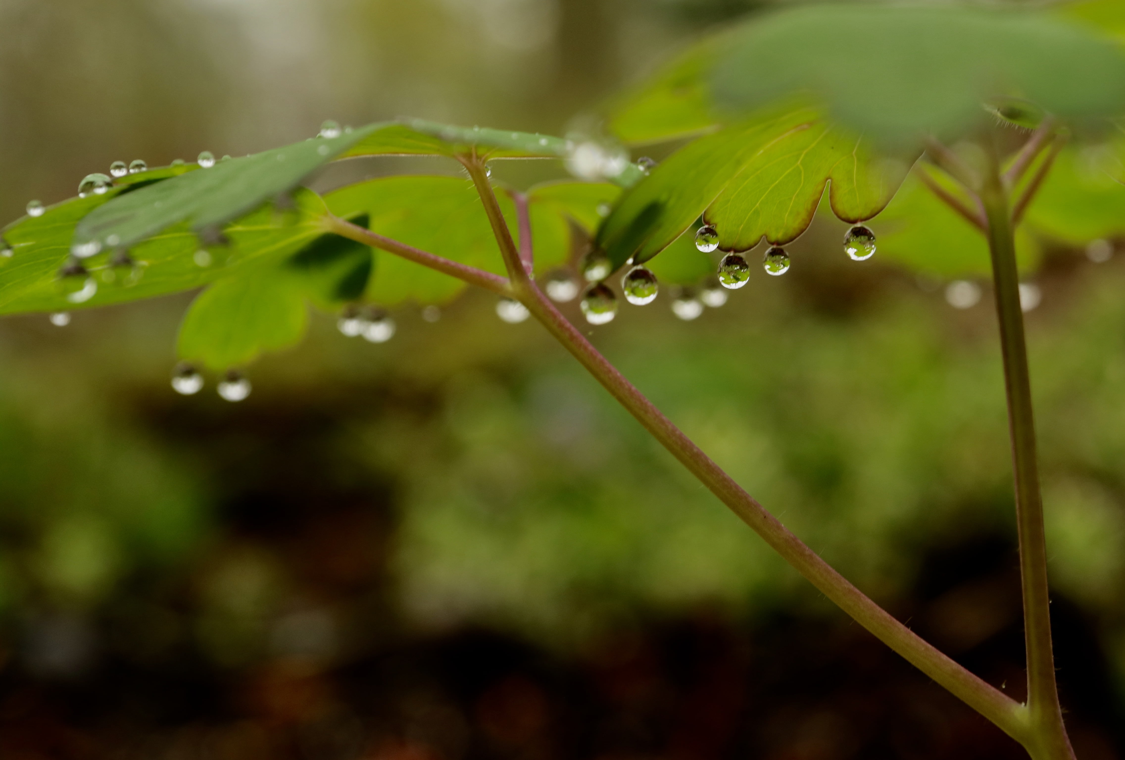Water droplets on green leaf closeup photography HD wallpaper ...