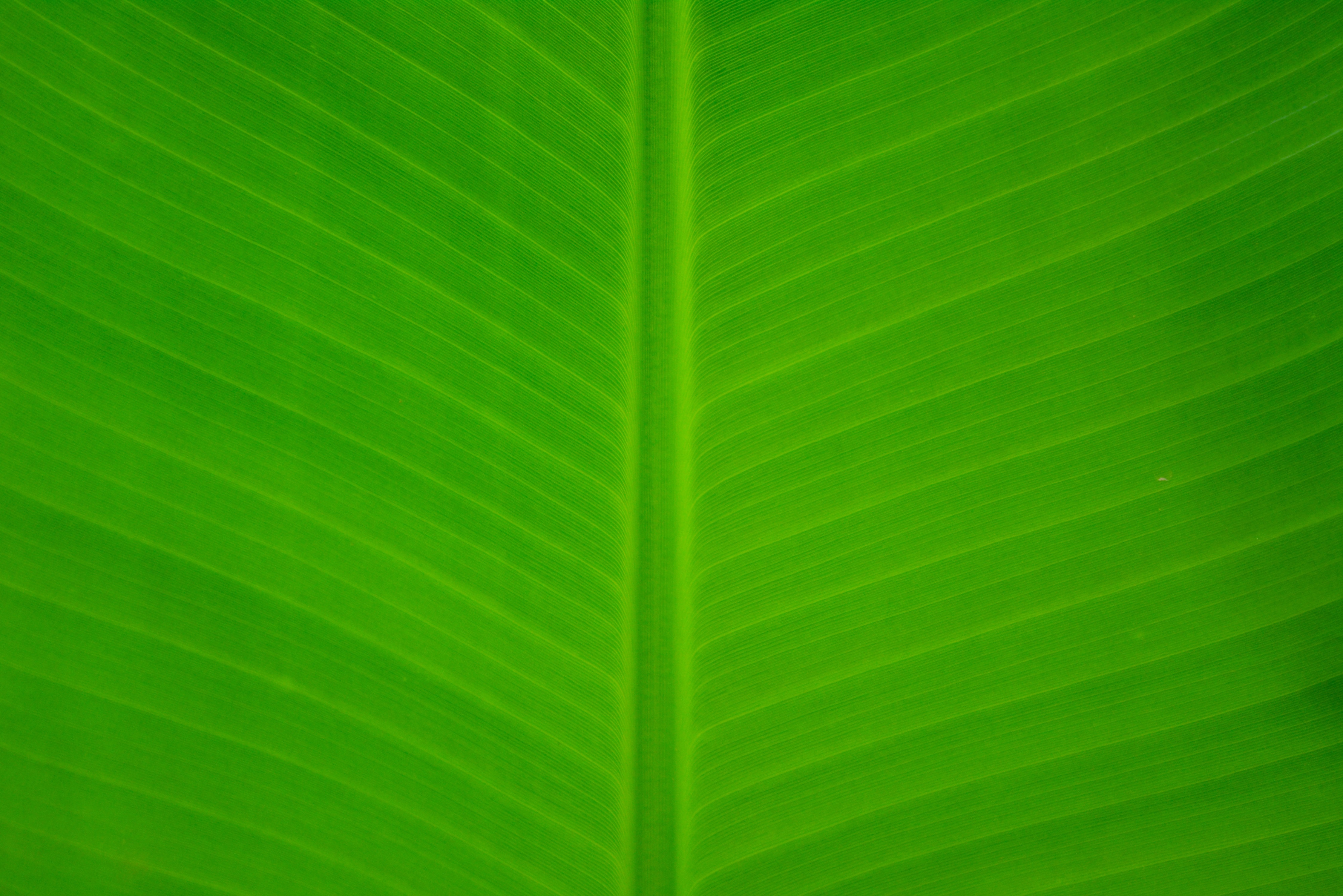 Free stock photo of close-up, green, leaf