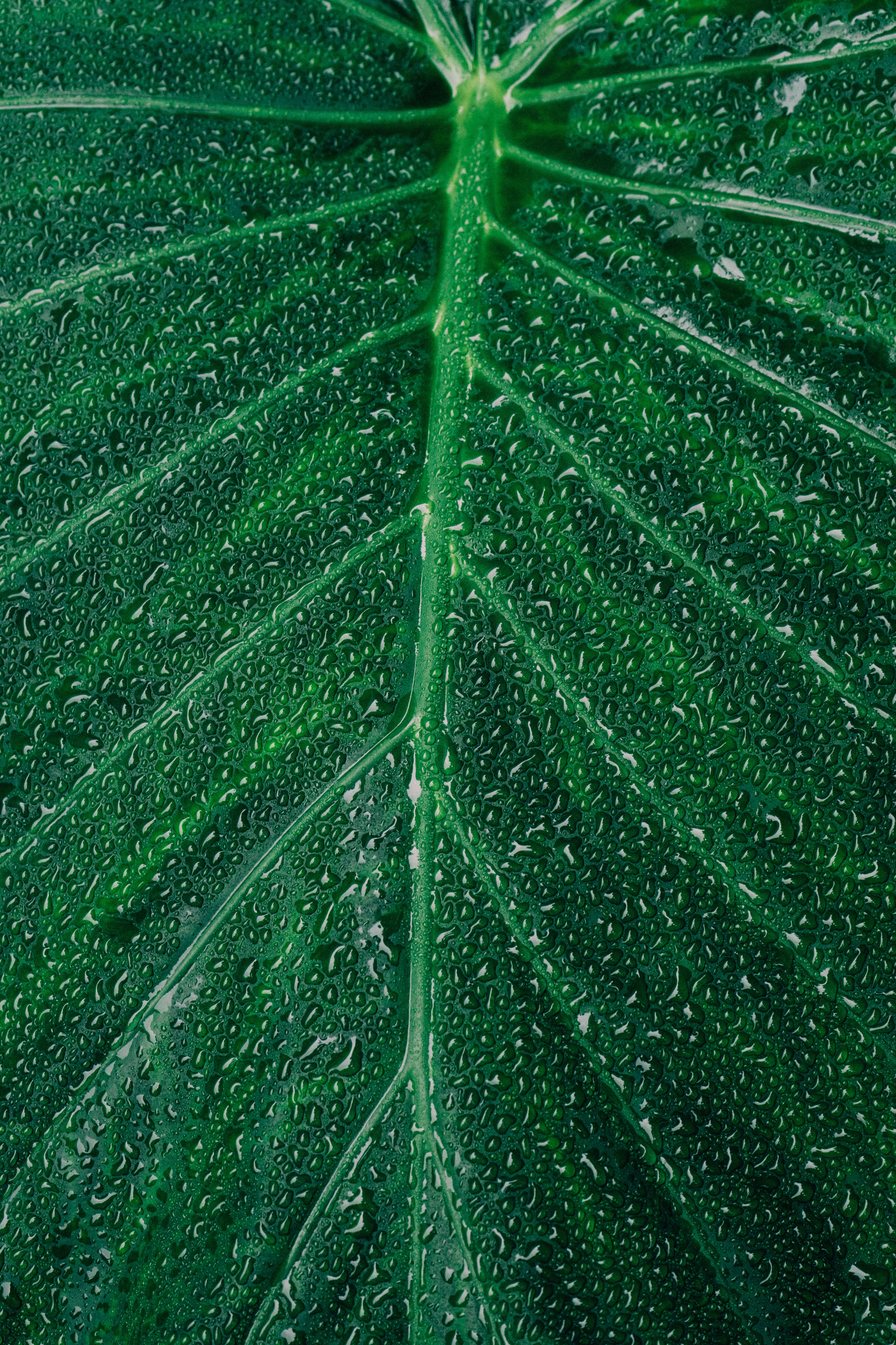 Close-up Photography of Dewdrops on Leaf · Free Stock Photo