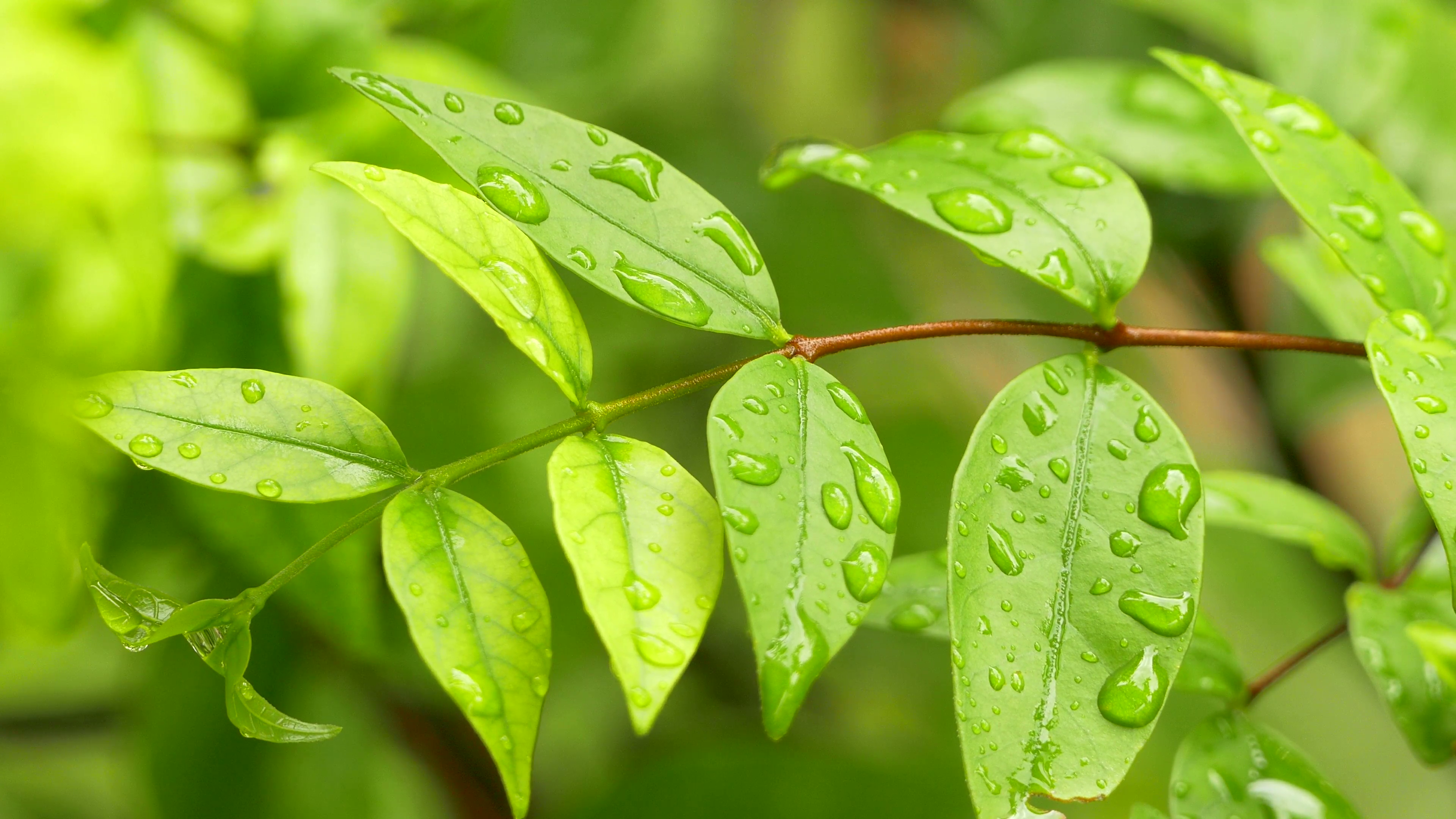Leaf with water drops close-up after rain in the nature:Ultra HD 4K ...