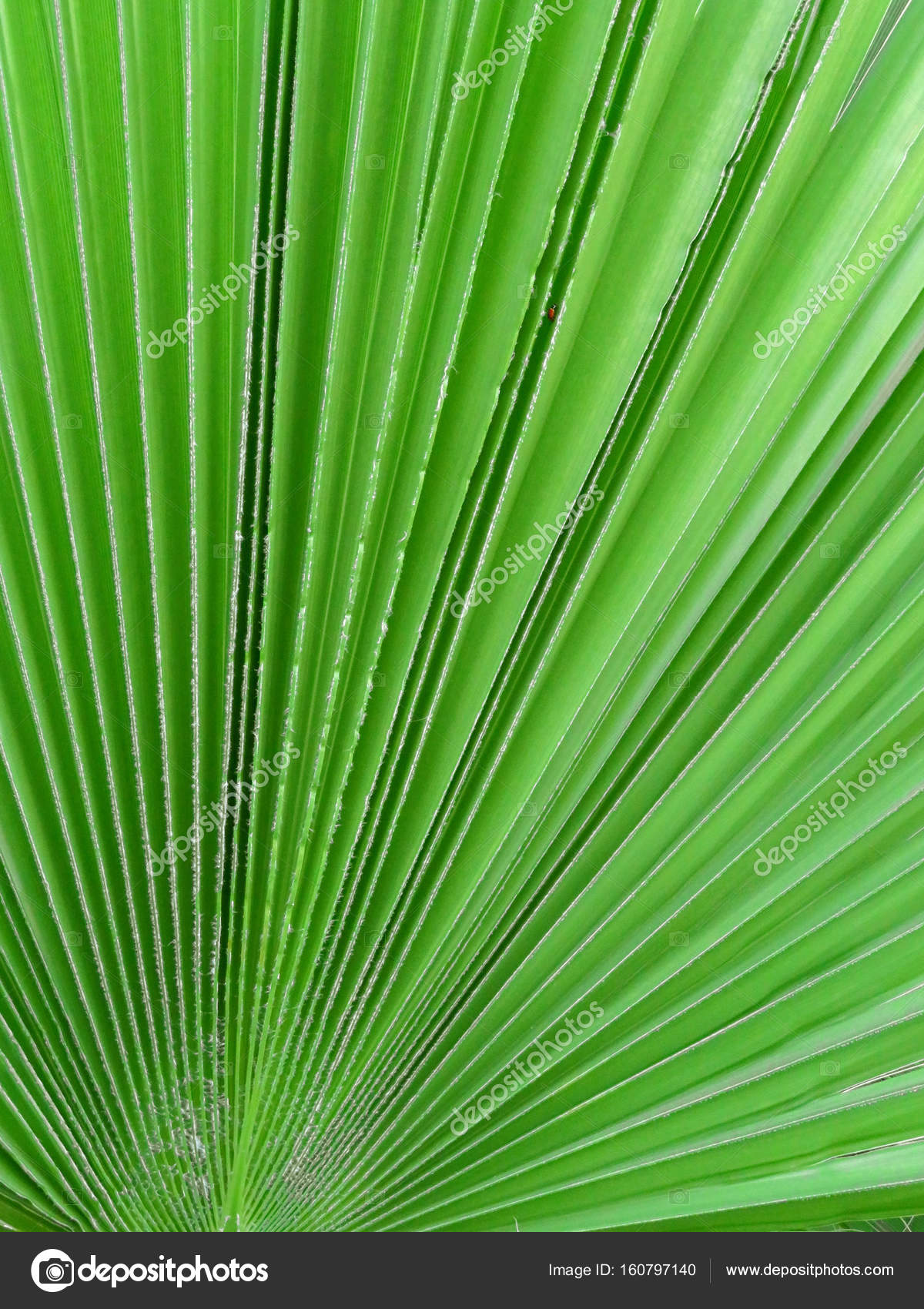Palm leaf closeup — Stock Photo © venakr #160797140