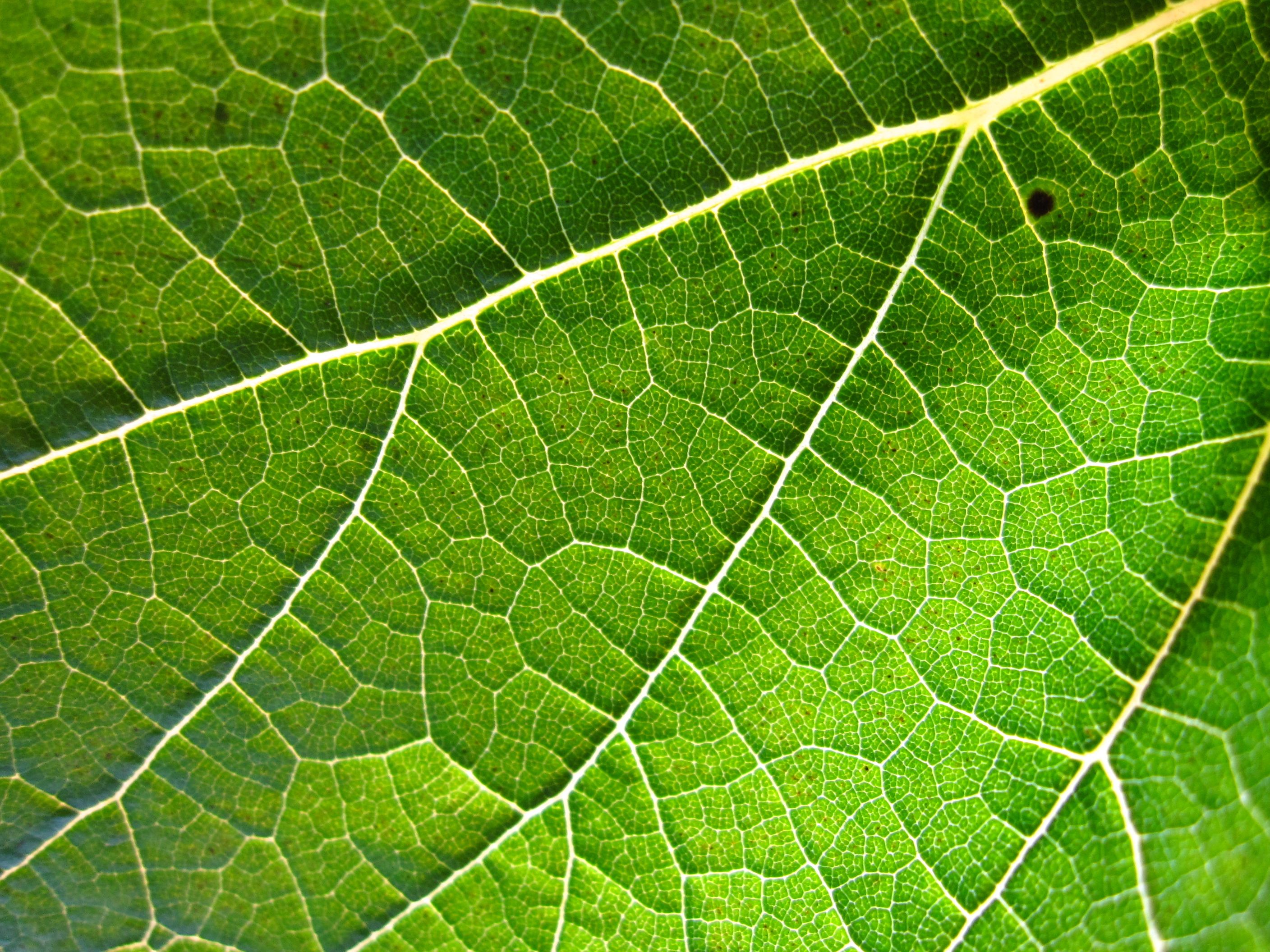 Leaf Closeup | Linear | Pinterest