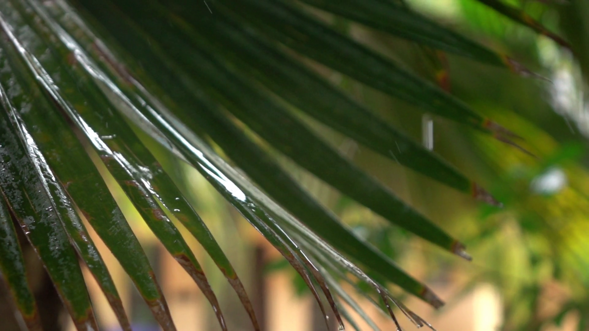 CLOSE UP: Amazing raindrops falling on big lush palm tree leaf and ...