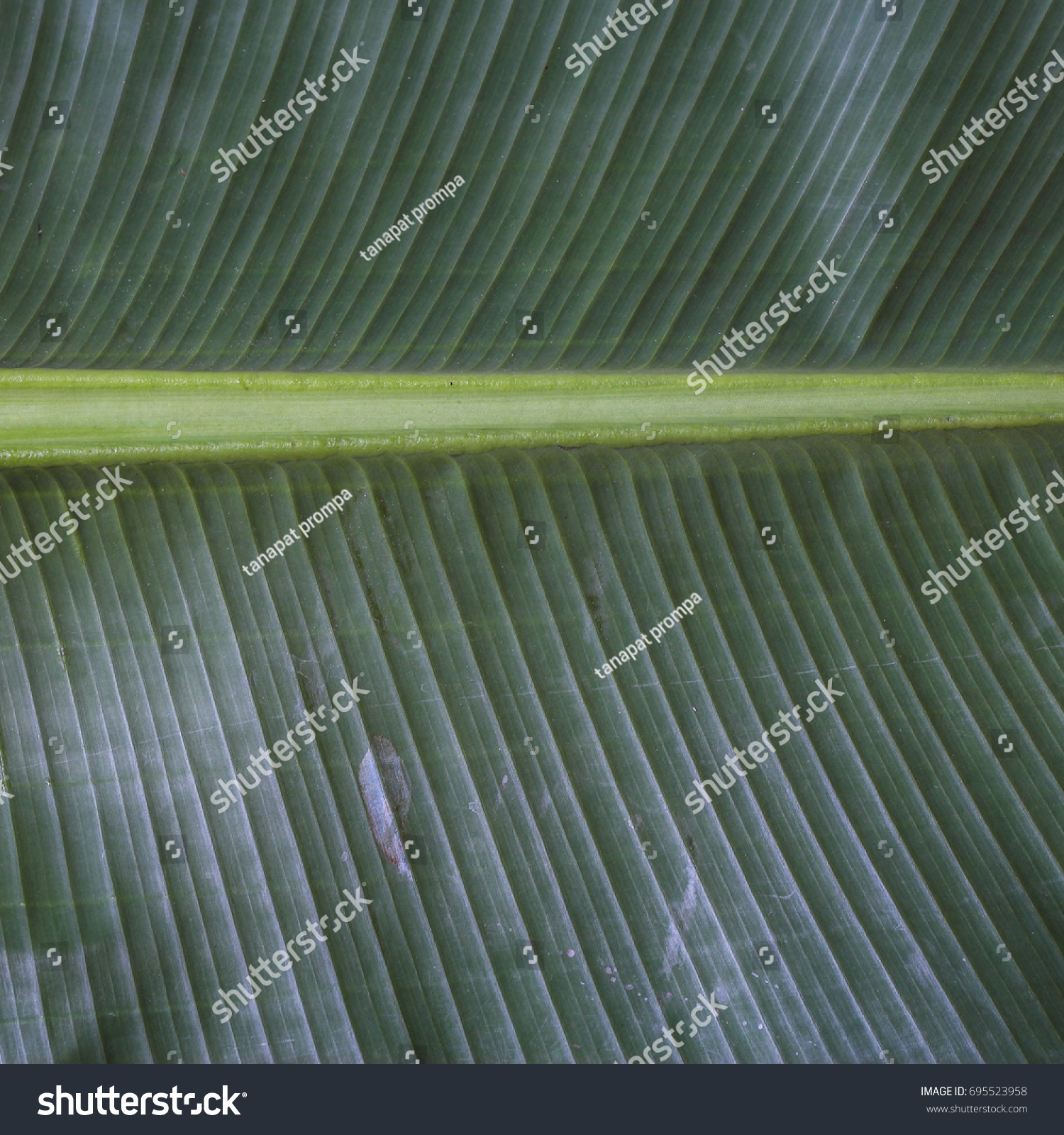 Banana Leaf Closeup Banana Leaf Texture Stock Photo (Royalty Free ...