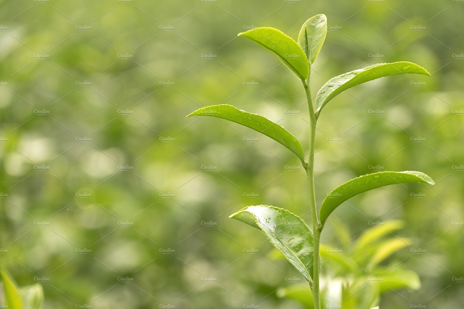 Fresh green tea leaves close up ~ Nature Photos ~ Creative Market