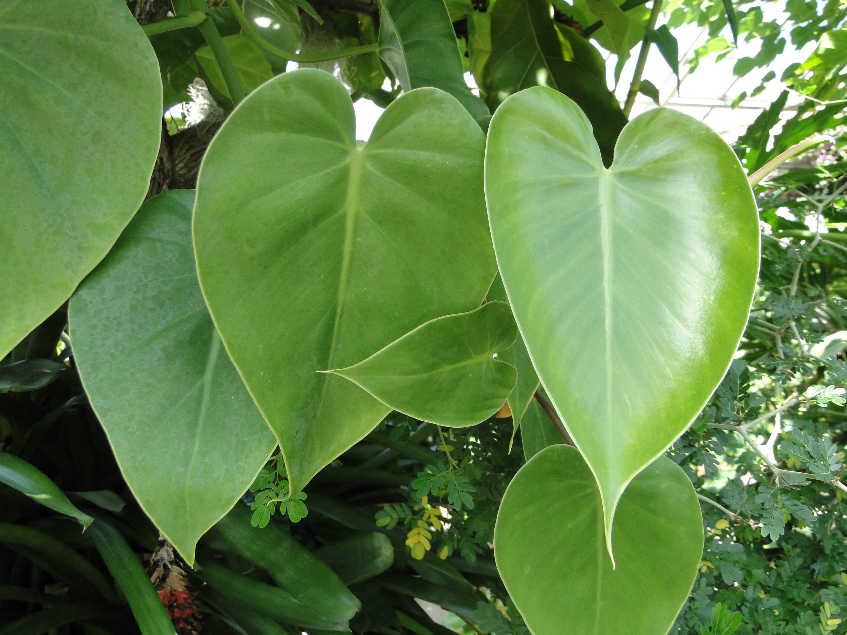 Philodendron scandens (Heart-leaf Philodendron) | A Fascinating ...
