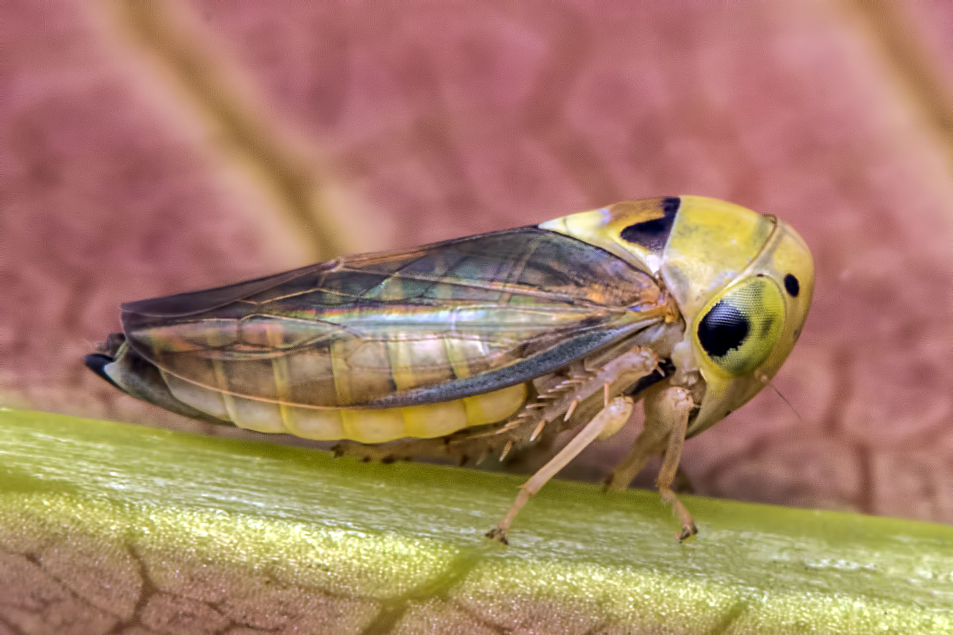 File:Mango leafhopper.jpg - Wikimedia Commons