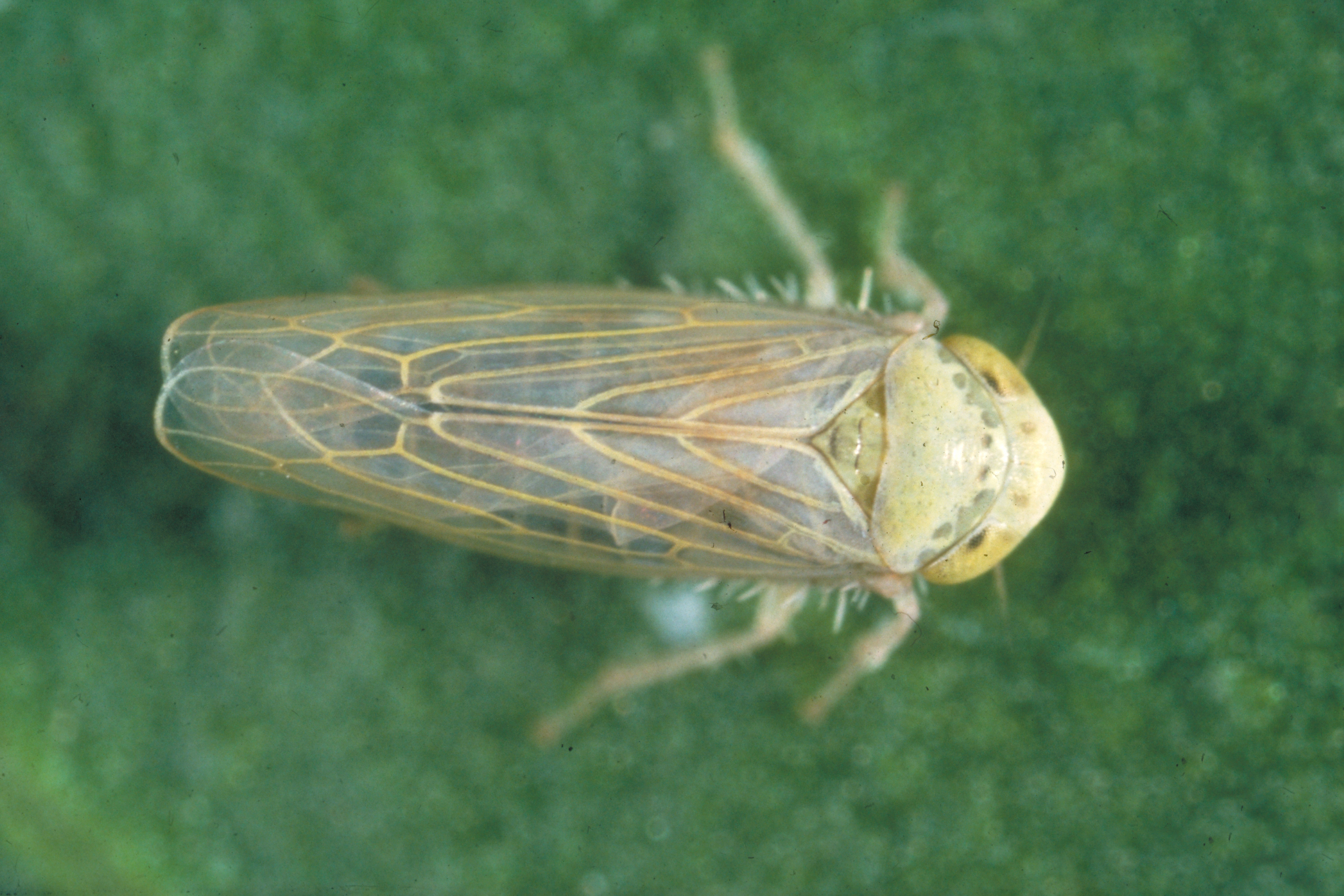 Leafminer, Beet Leafhopper, and Cabbage White Butterfly (Imported ...
