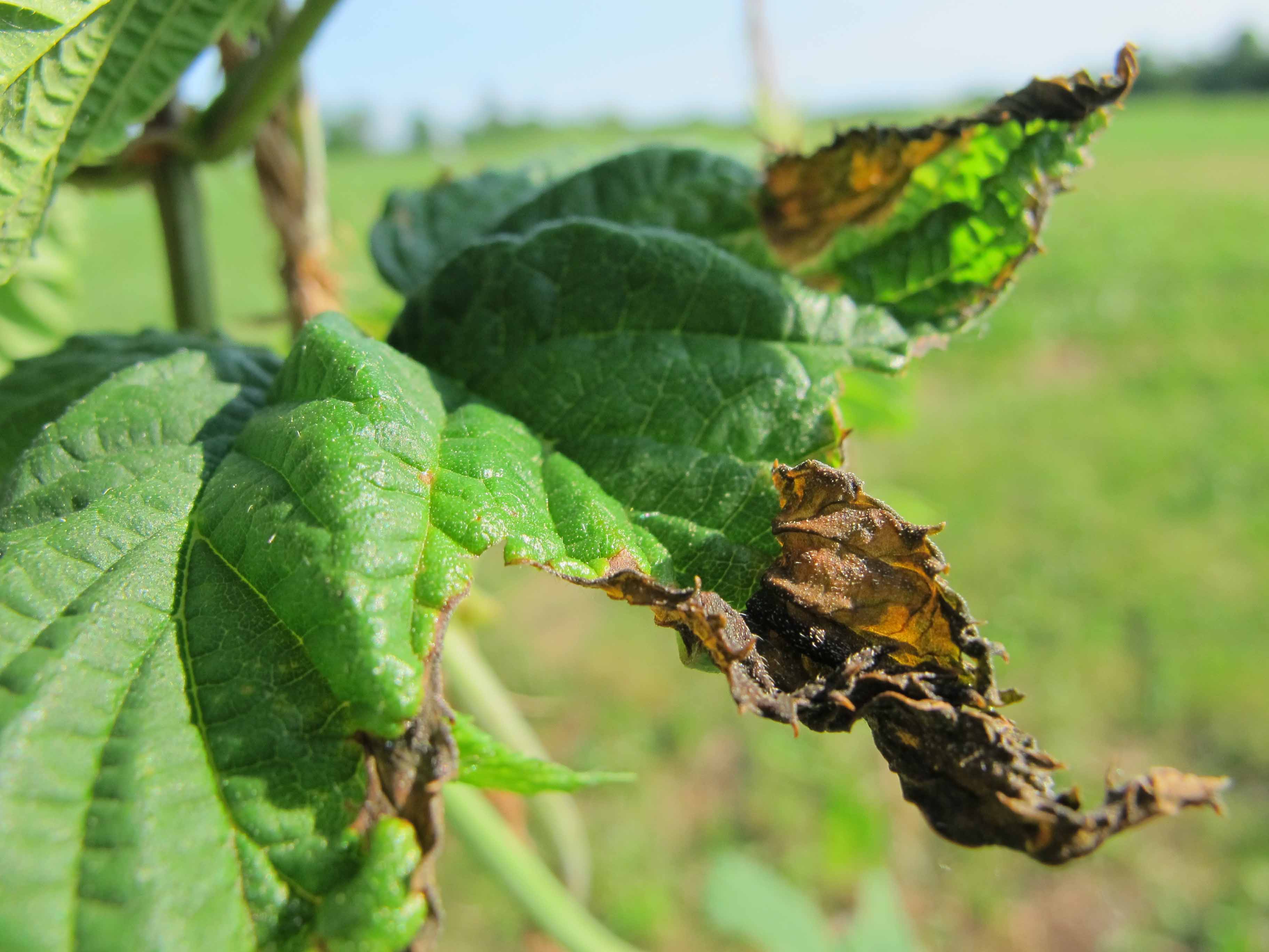 Potato Leafhopper Damage in Hopyards « UVM Extension Agriculture ...