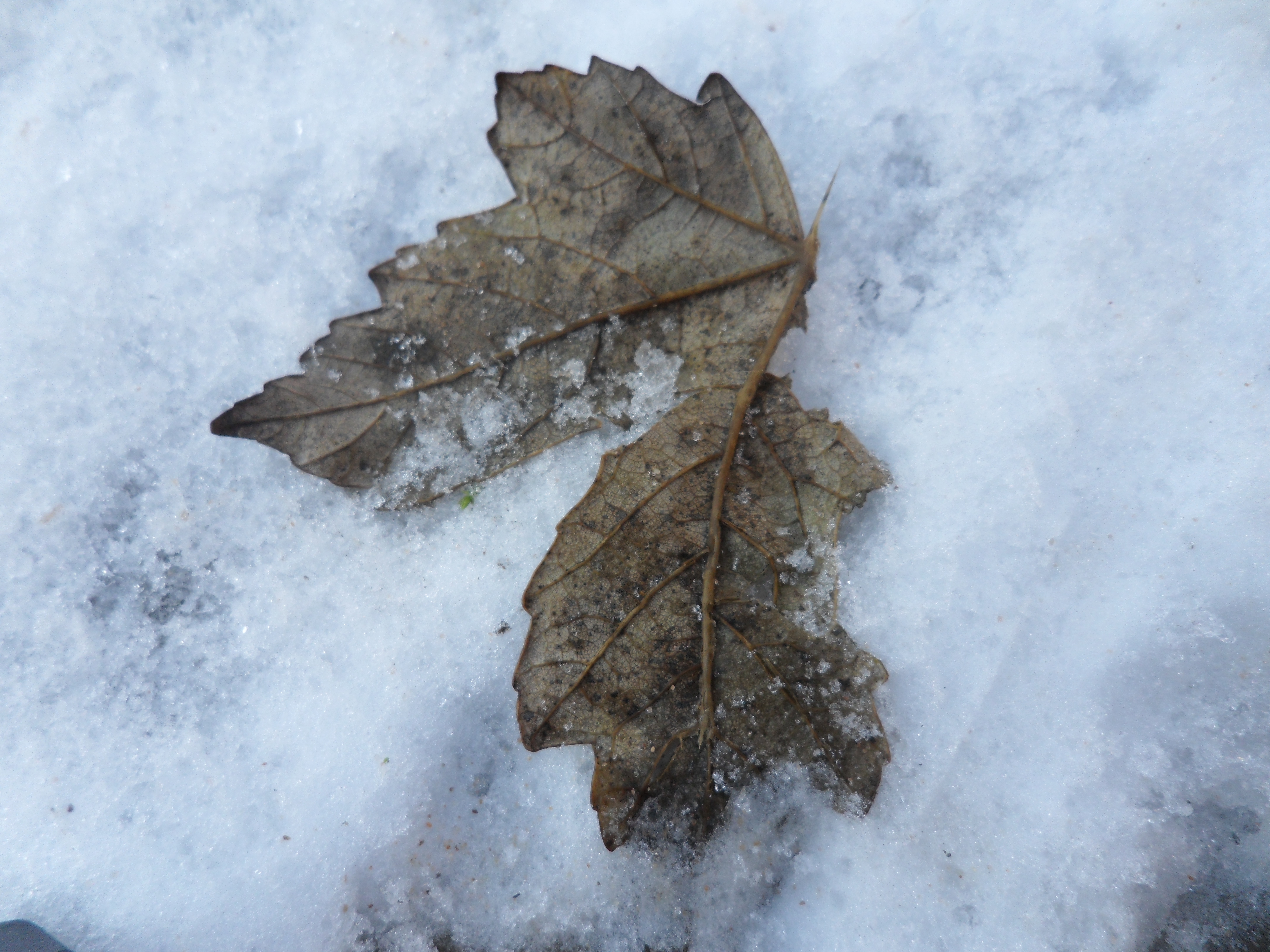 Royalty Free Stock Photos of an Oak leaf in snow (2 Images)