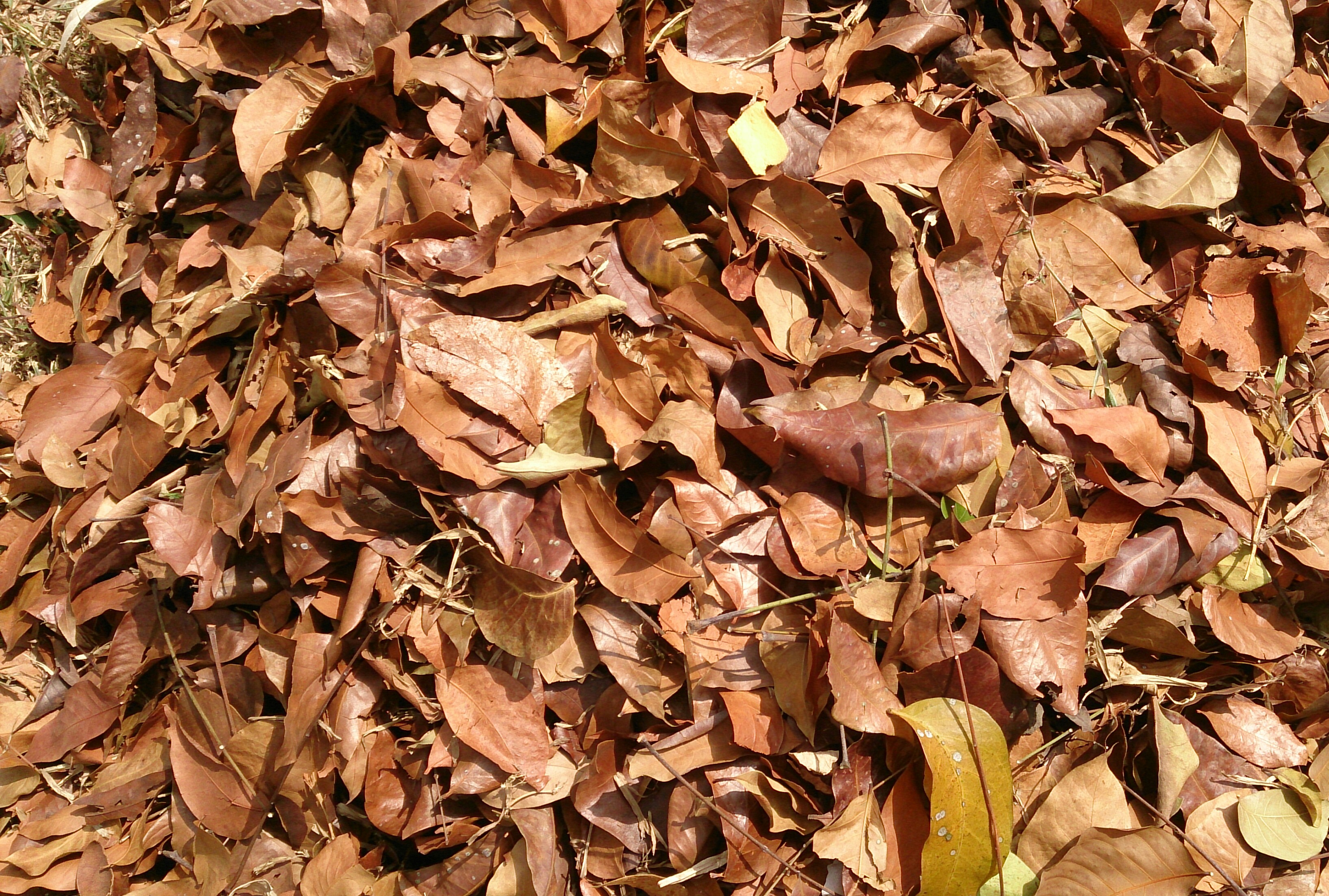 File:Leaf litter.jpg - Wikimedia Commons
