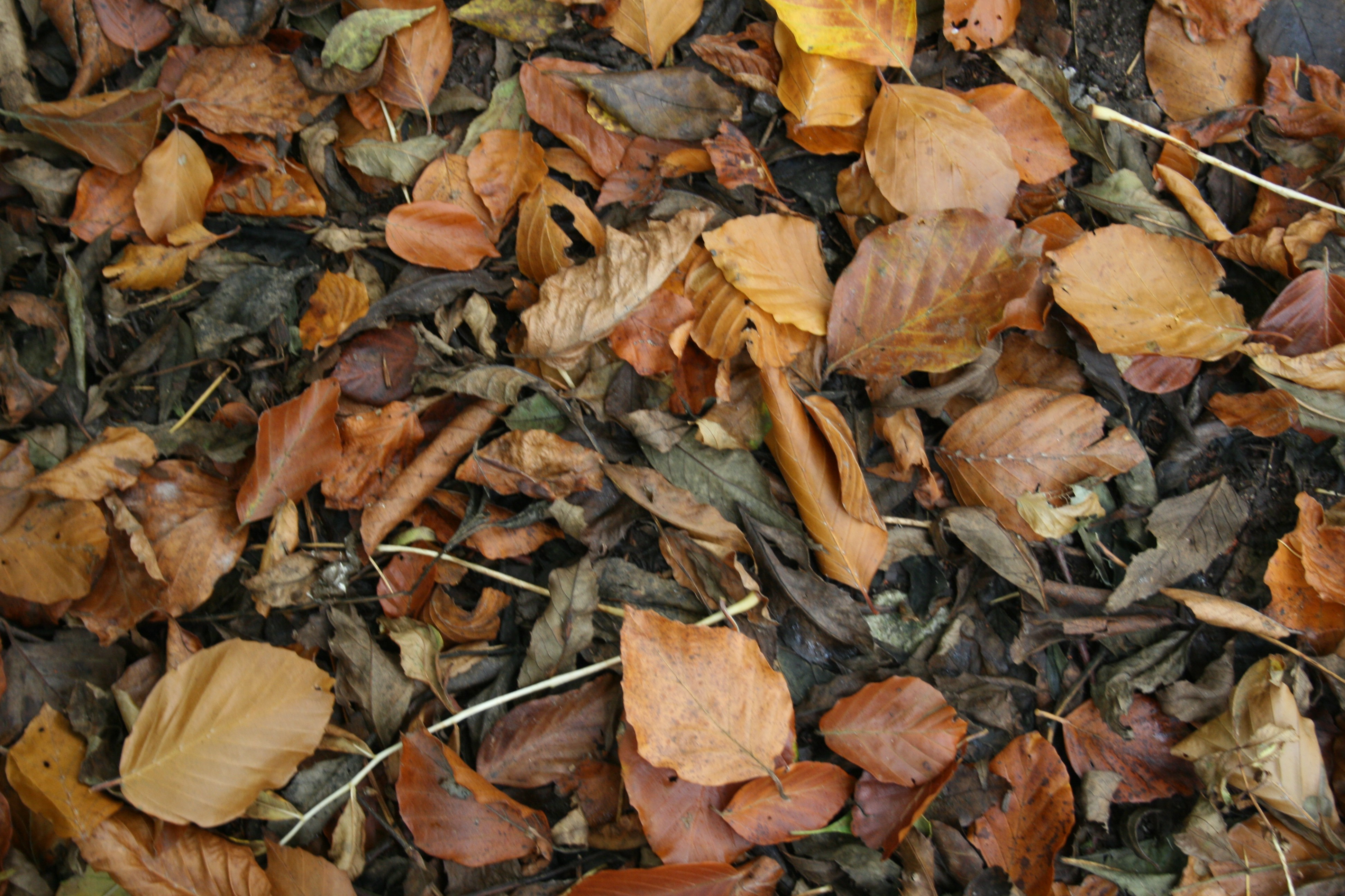 Leaf litter – Pannage