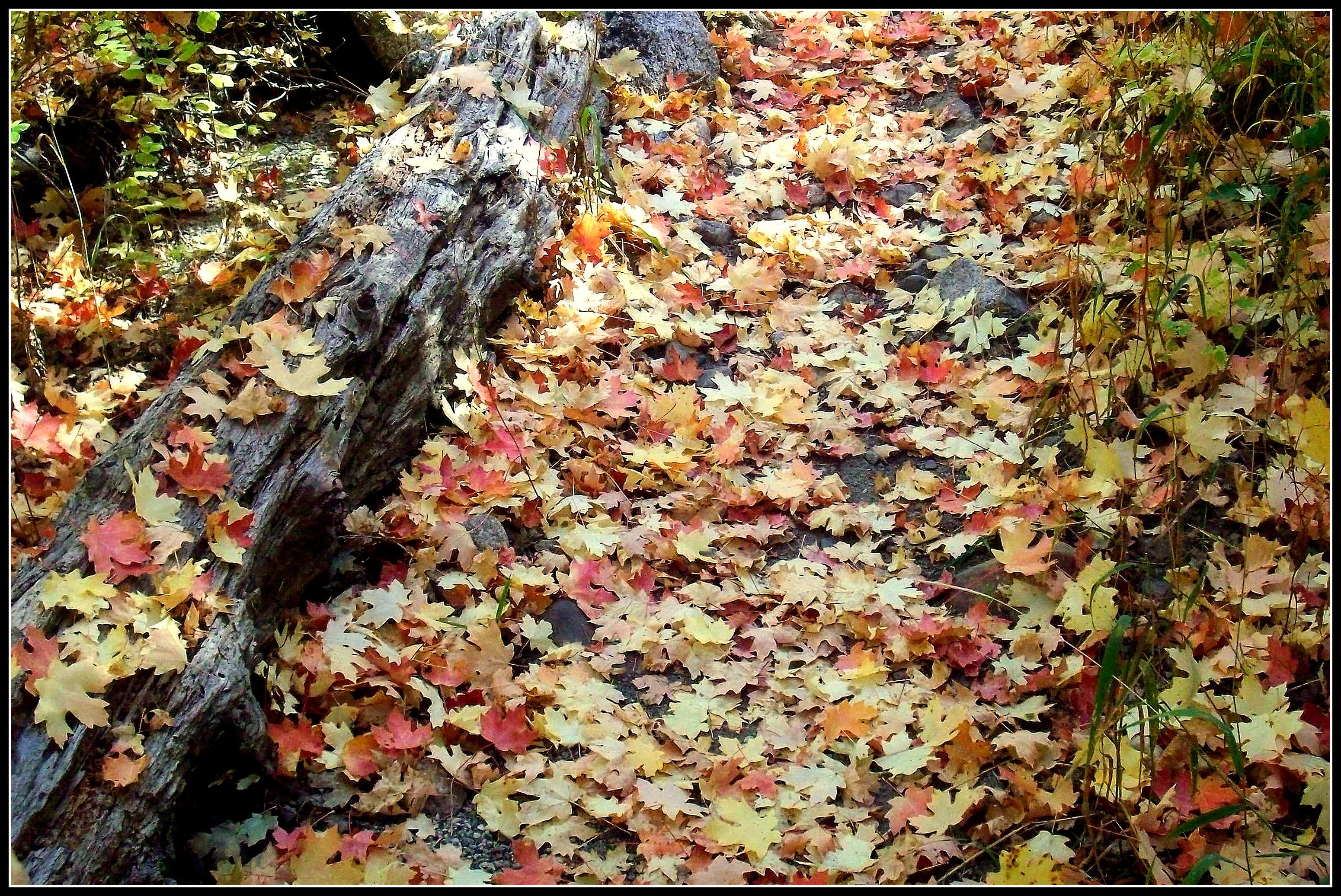 leaf-litter on trail | Scott's Place...Images and Words