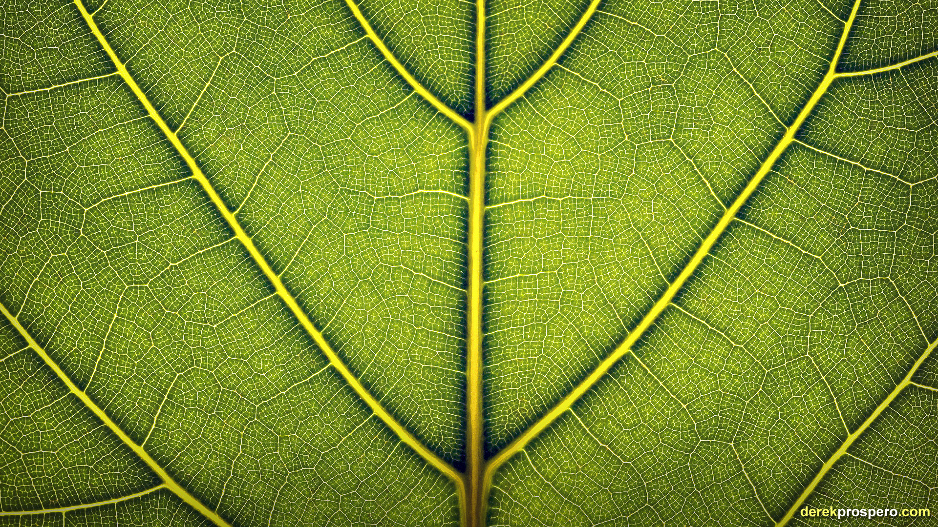green, close-up, nature, leaf, macro, Derek Prospero - Free ...