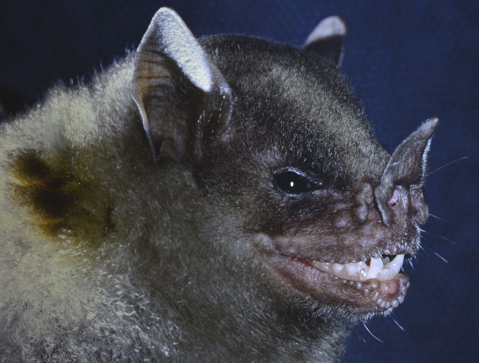 A leaf nosed bat | Pics | Pinterest | Bats and Leaves
