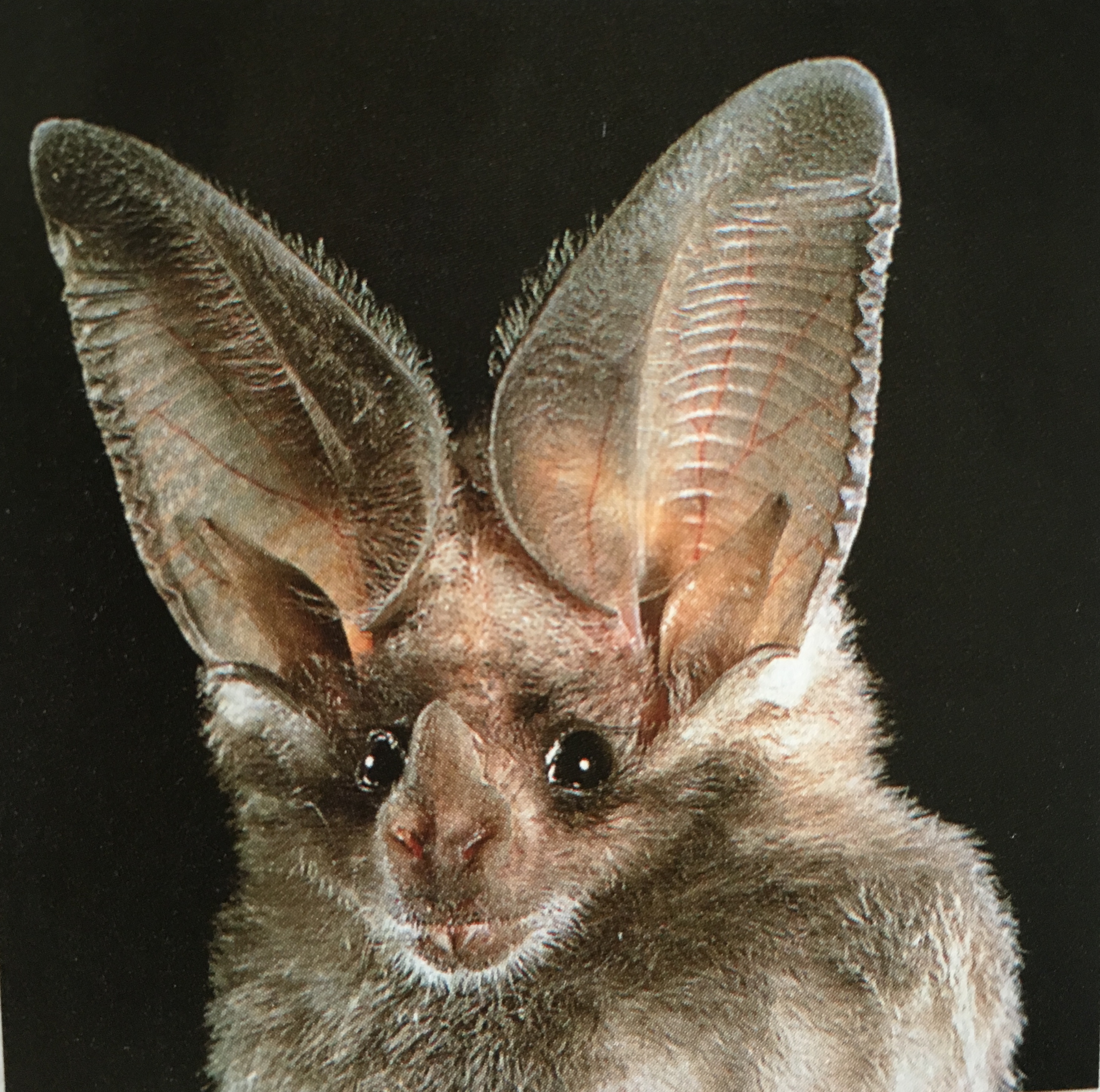 california leaf-nosed bat – kimcampion.com