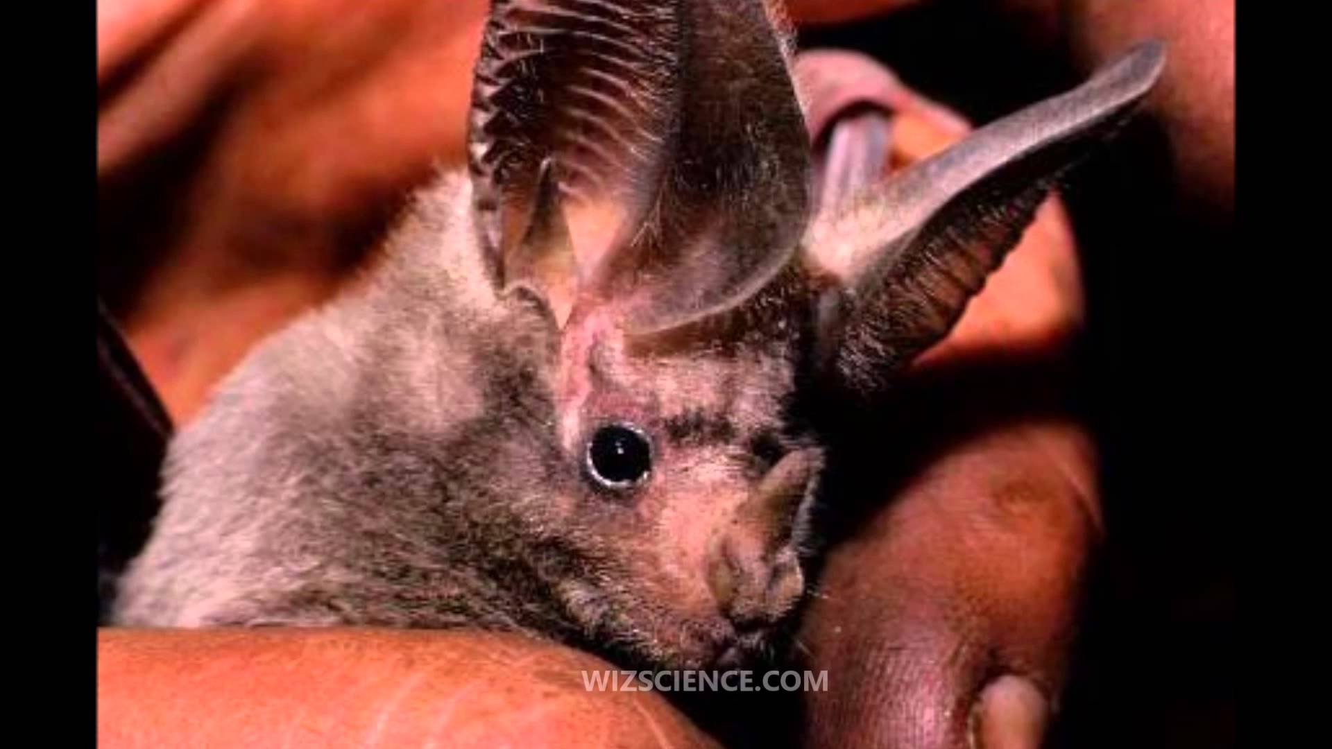 California leaf-nosed bat - Video Learning - WizScience.com - YouTube