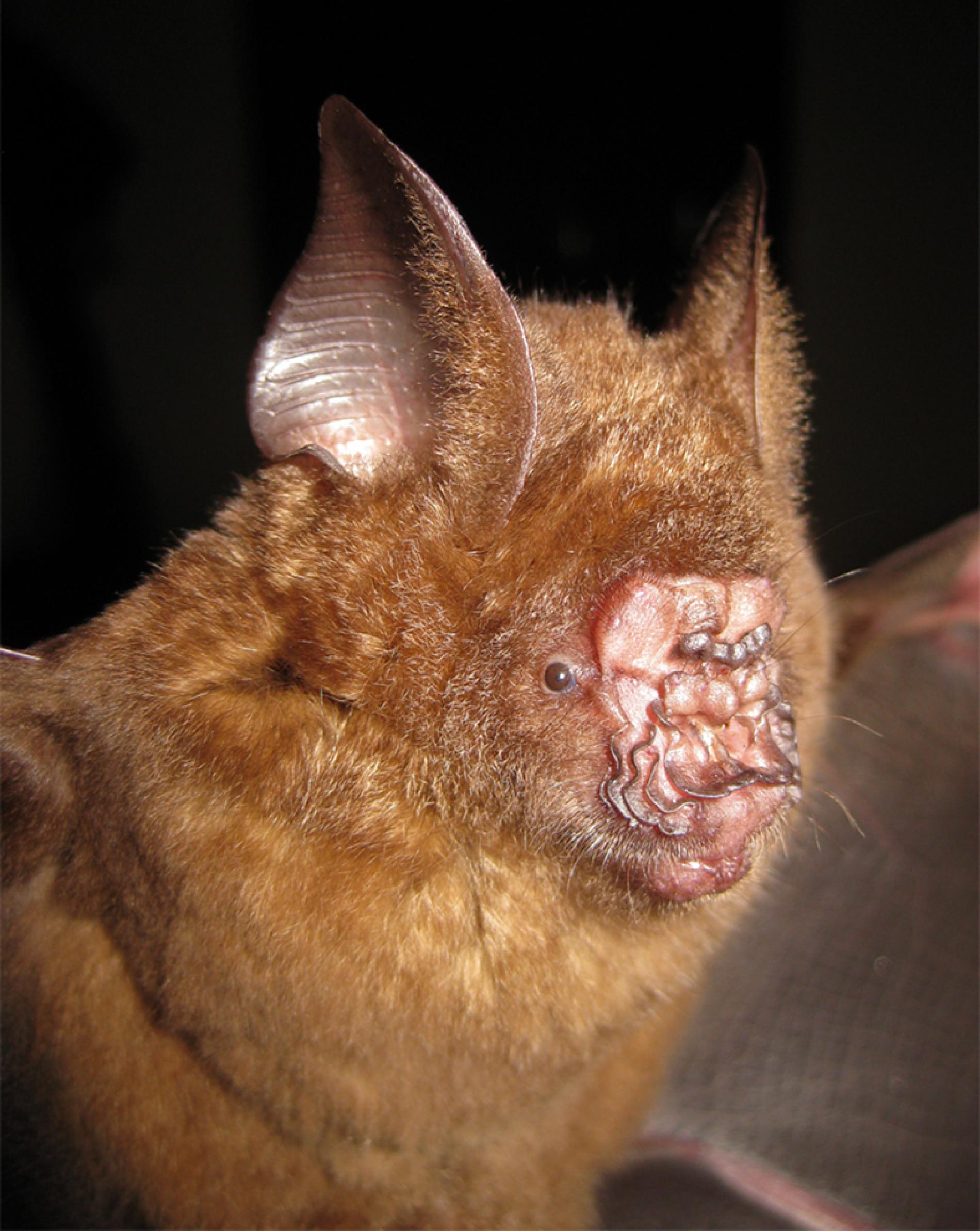 Strange New Leaf-Nosed Bat Found in Vietnam