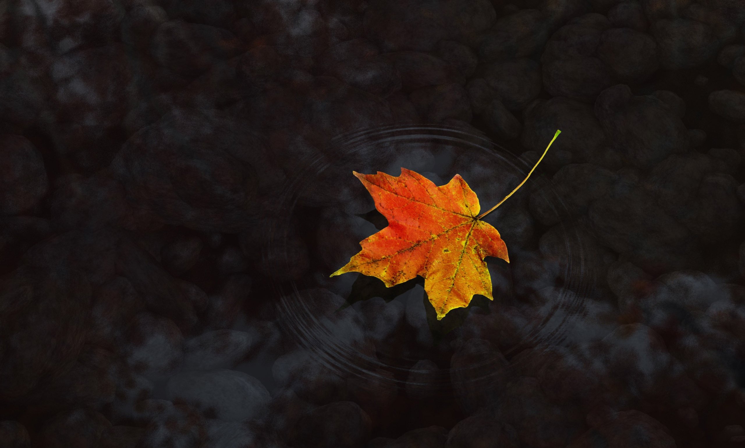 Maple Leaf On Water - WallDevil
