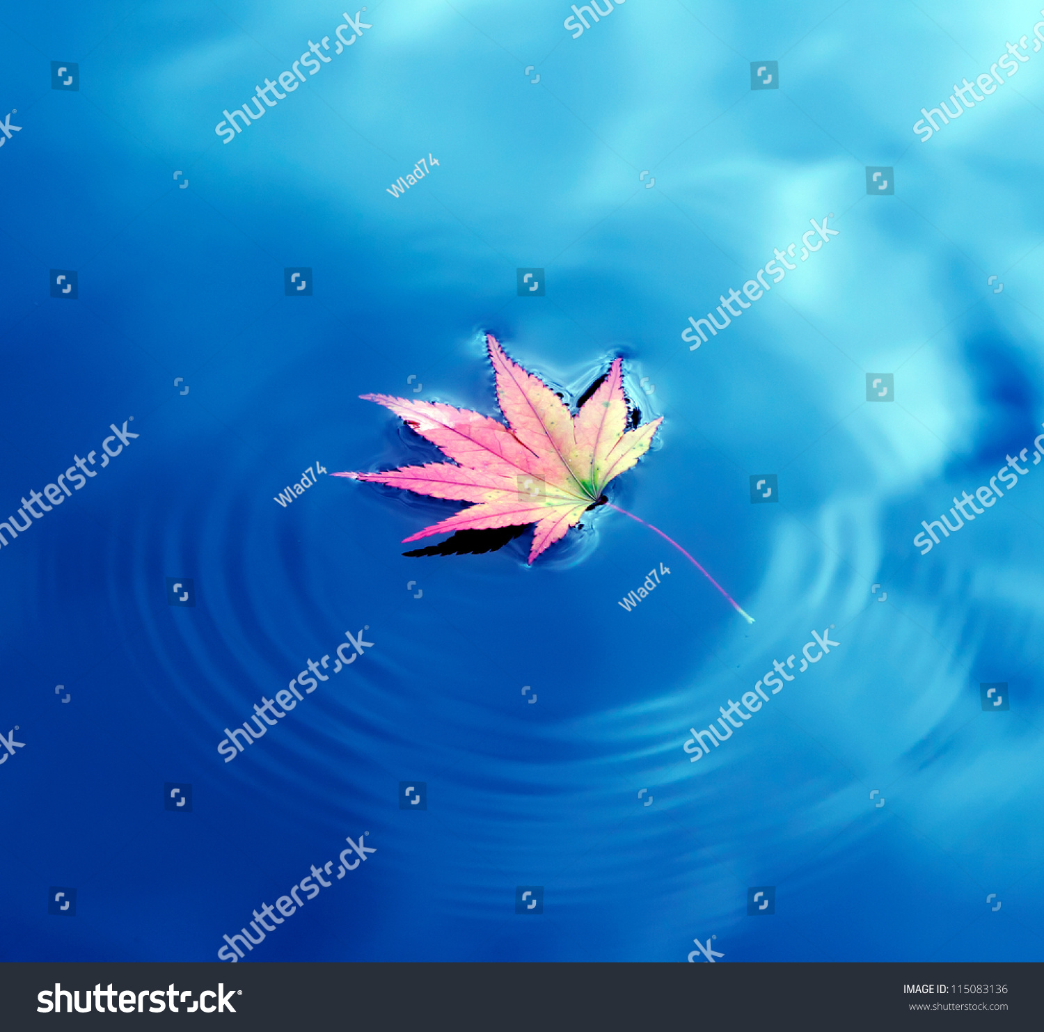 Autumn Maple Leaf On Water Stock Photo (Royalty Free) 115083136 ...