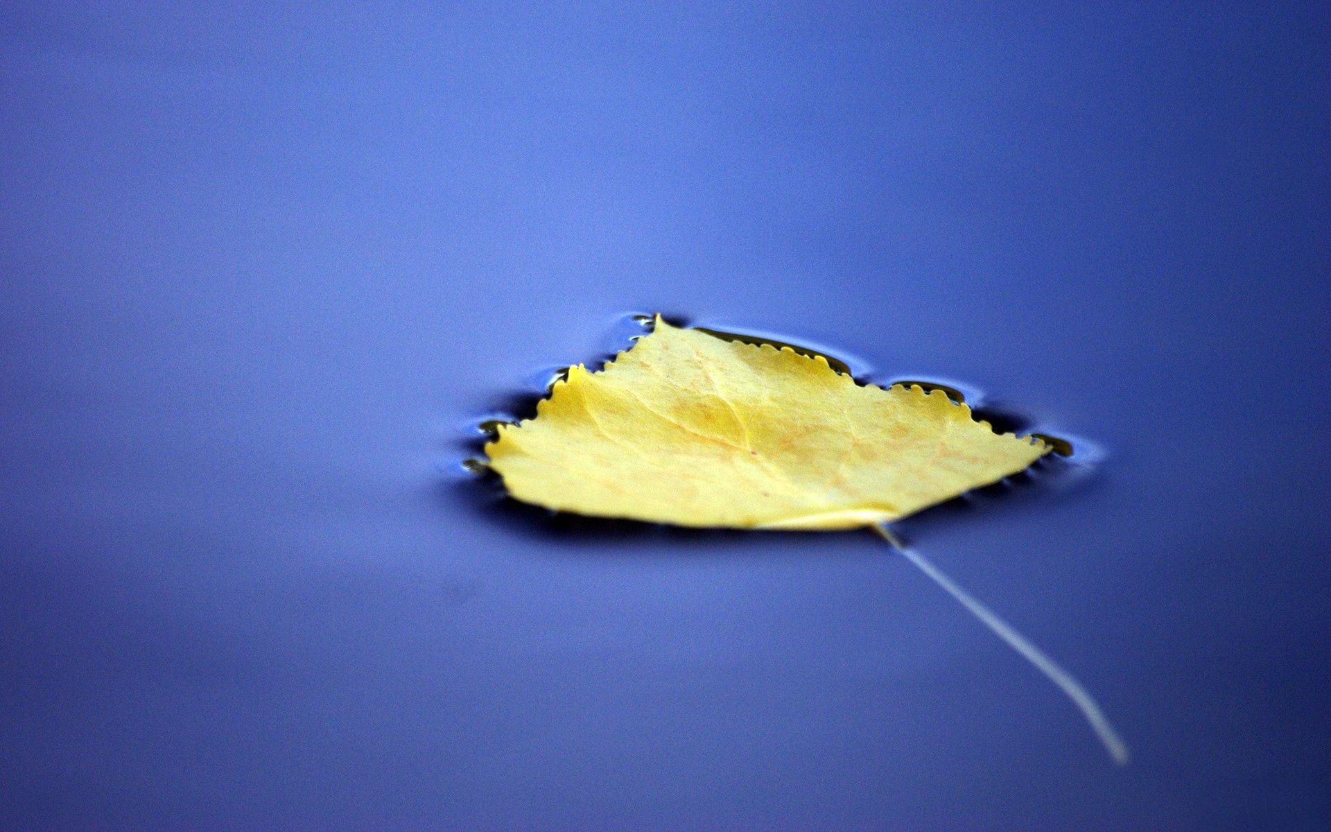 Yellow Leaf on Blue Water wallpaper | Leaves are falling all around ...