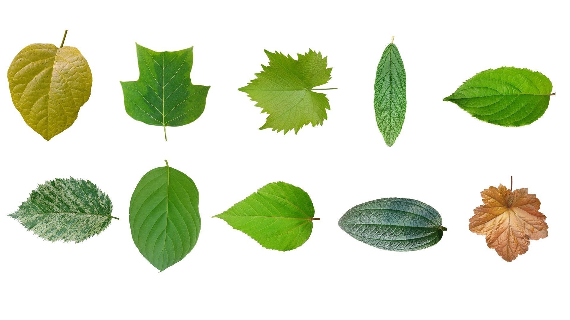 Leaf texture 10 pack tree leaves 3D model | CGTrader