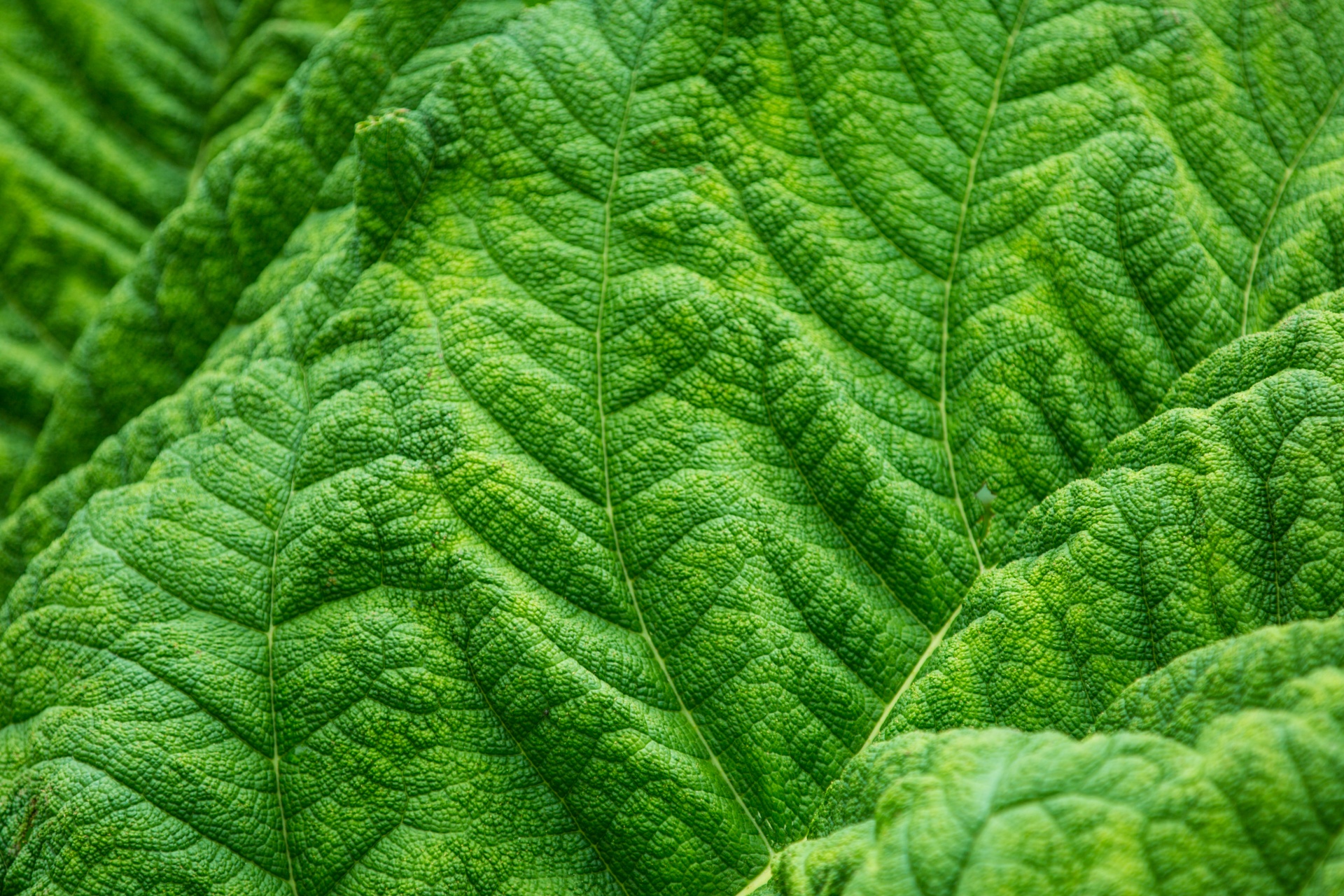 Leaf Texture Free Stock Photo - Public Domain Pictures