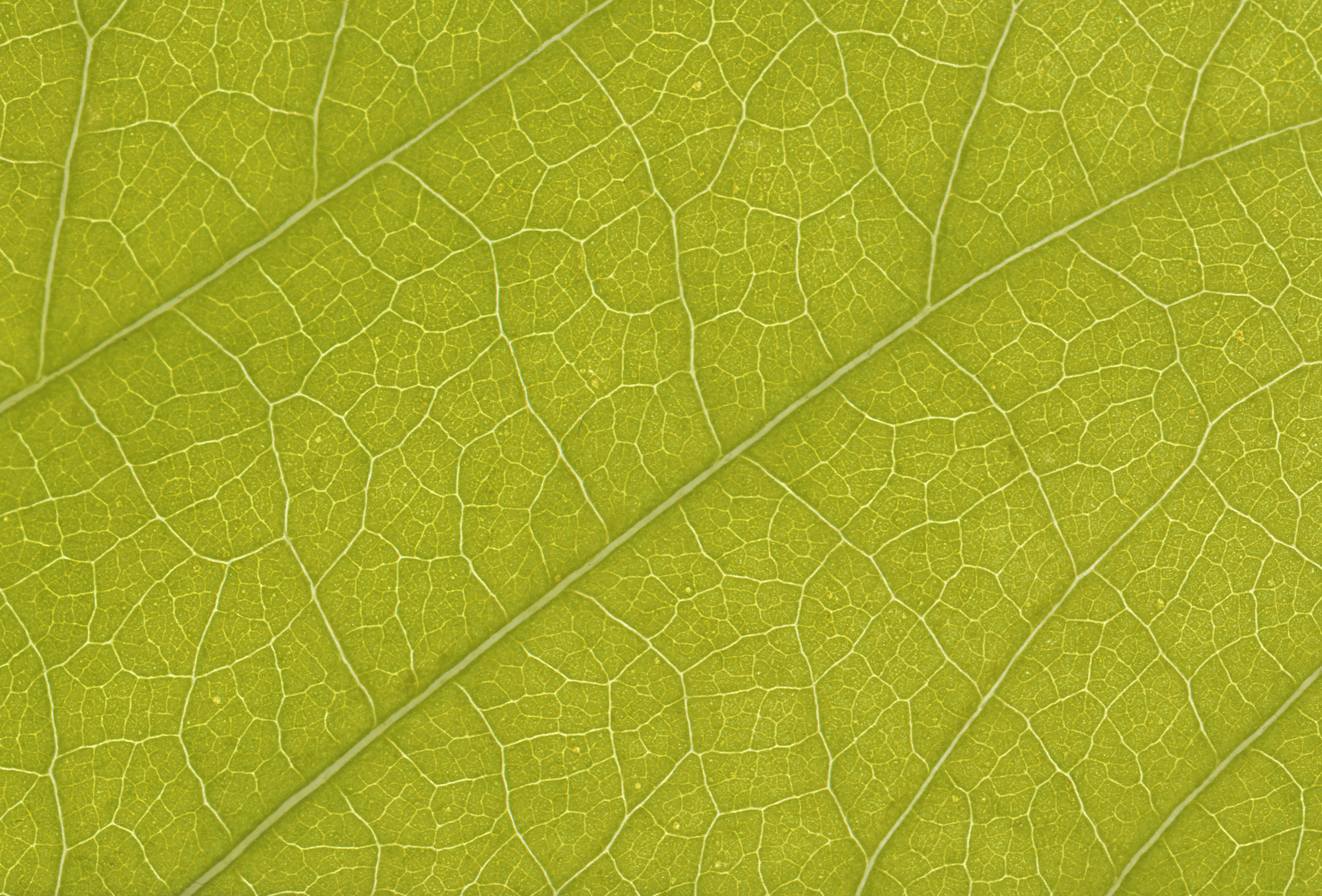 Free stock leaf textures, cg textures, free download, leaf textures ...