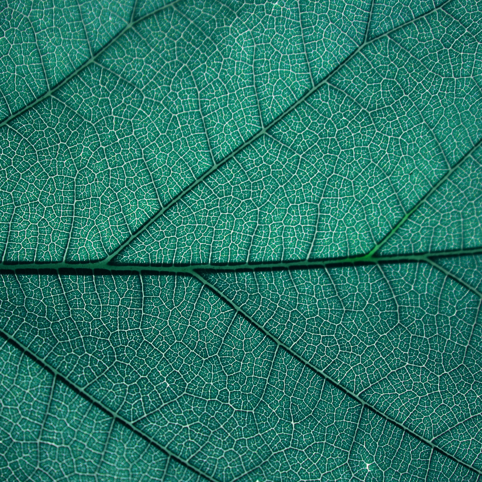 FreeiOS8.com | iPhone wallpaper | vi53-leaf-blue-nature-texture-pattern